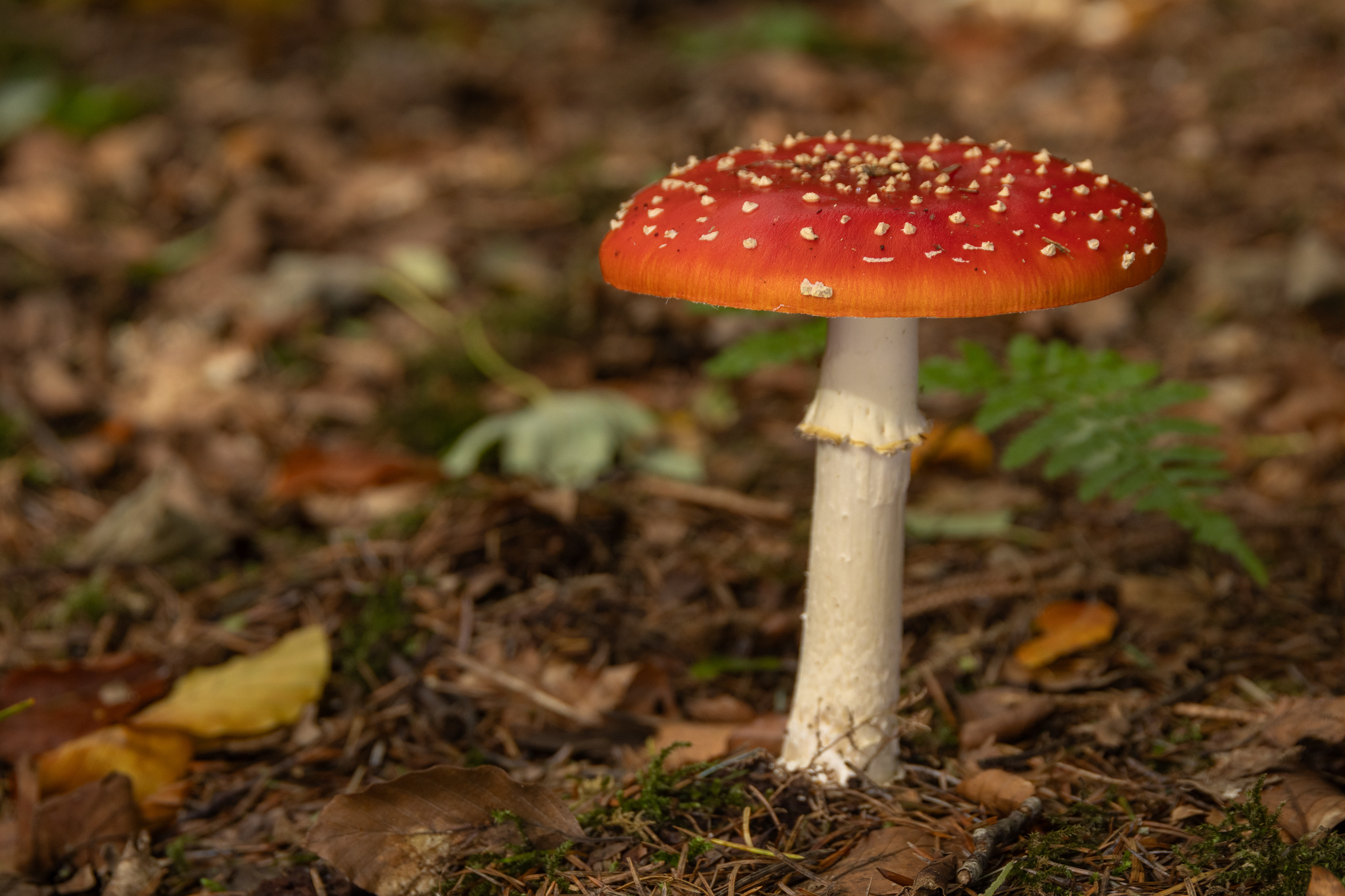 Fly Agaric