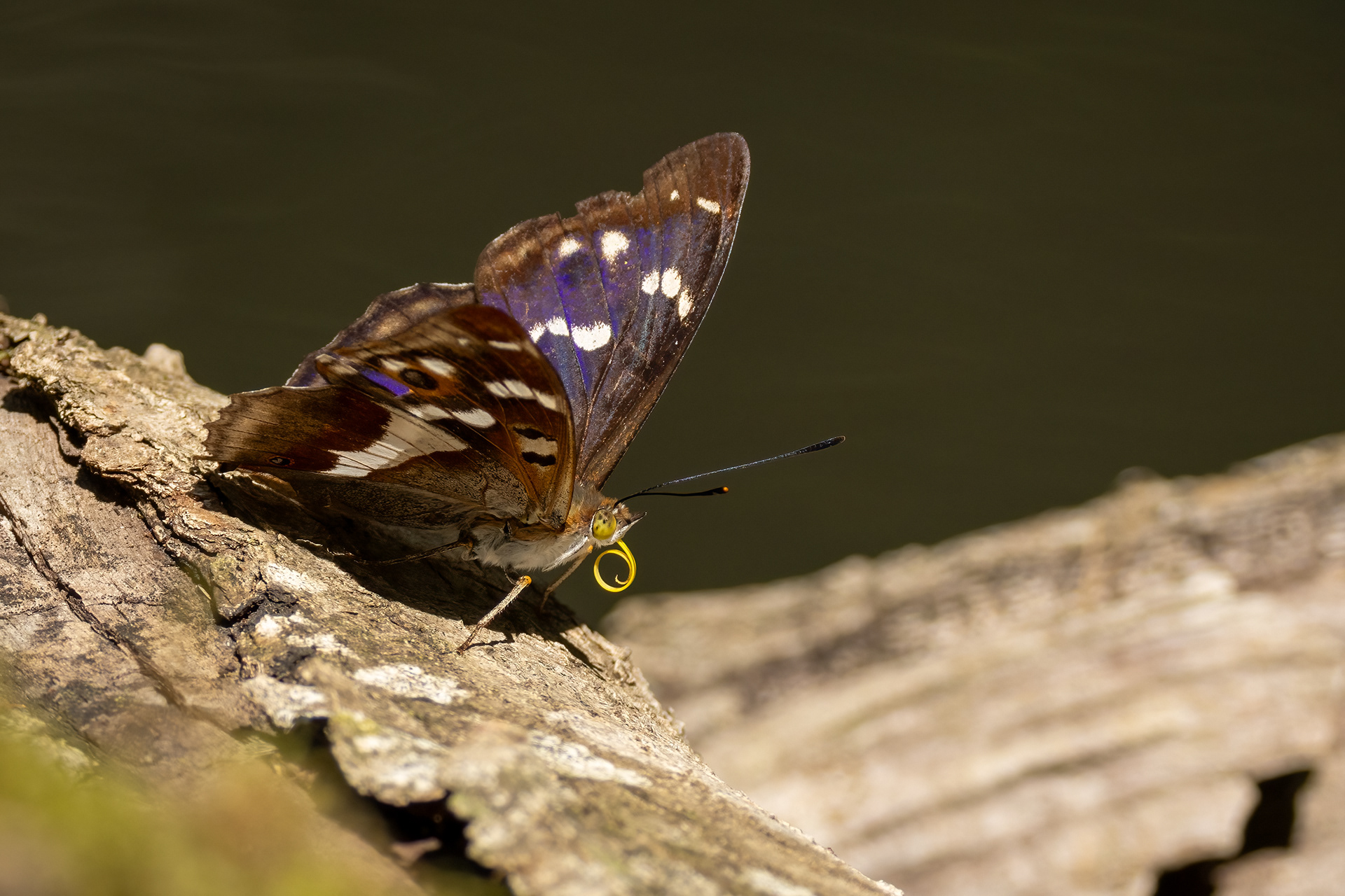 Purple Emperor Butterfly