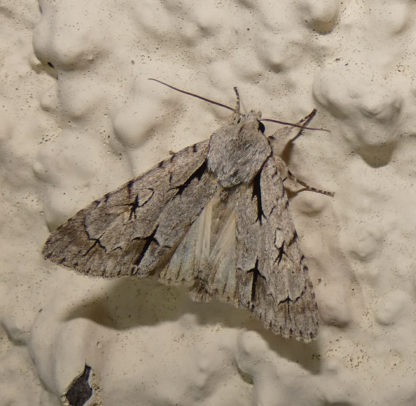 Grey Dagger Moth