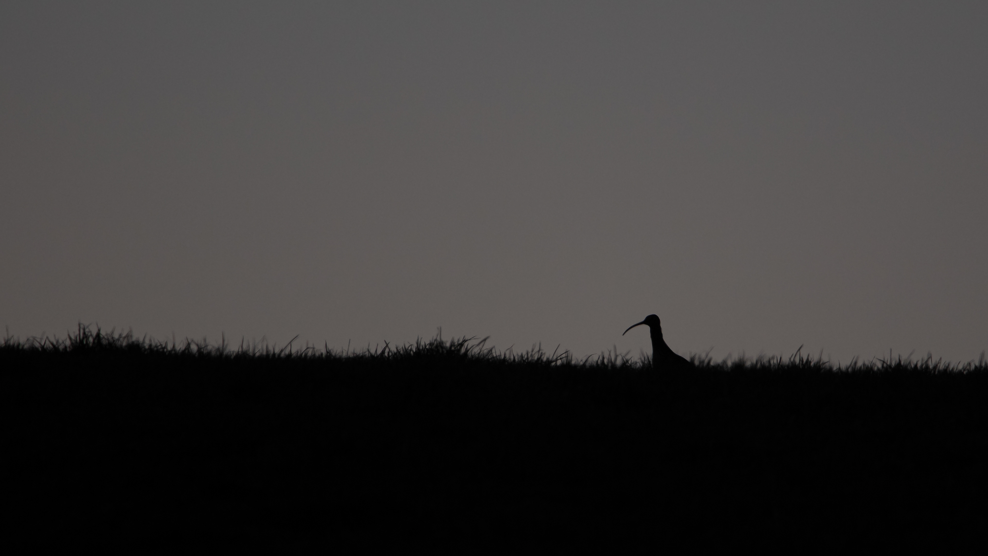 Curlew (incognito ;-))