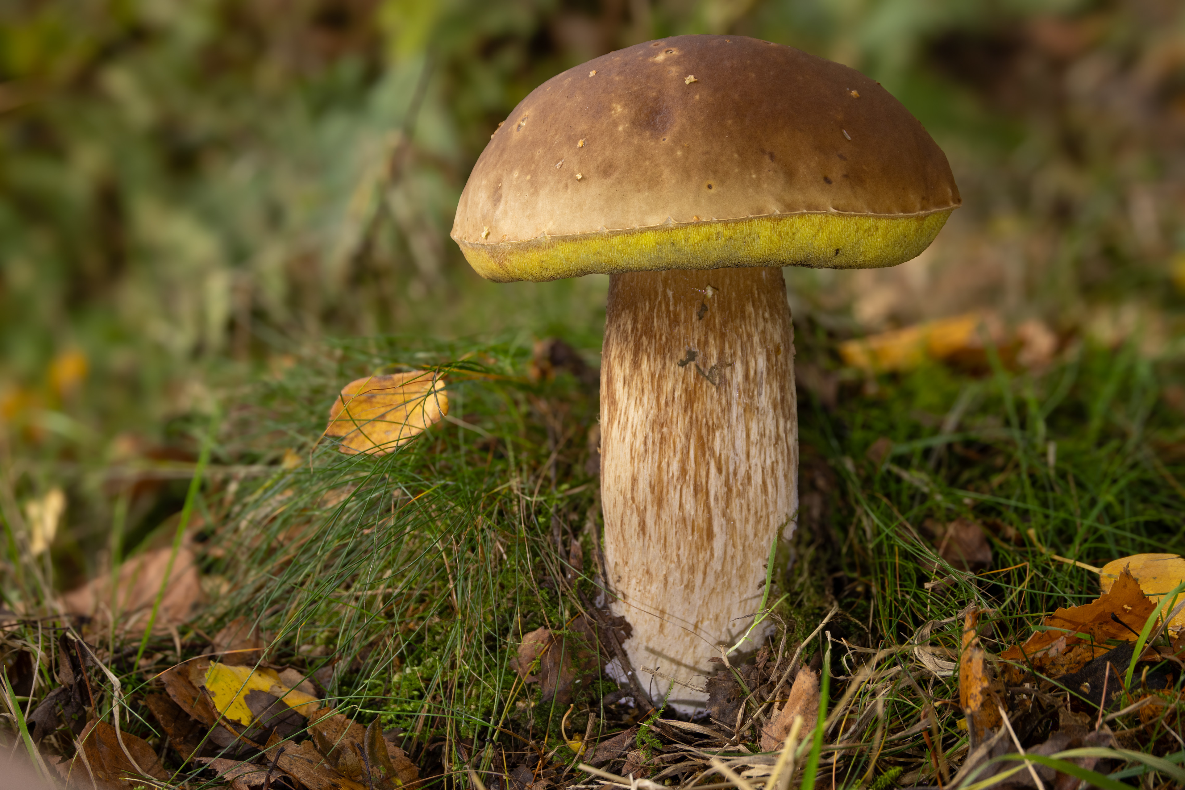 Bay Bolete