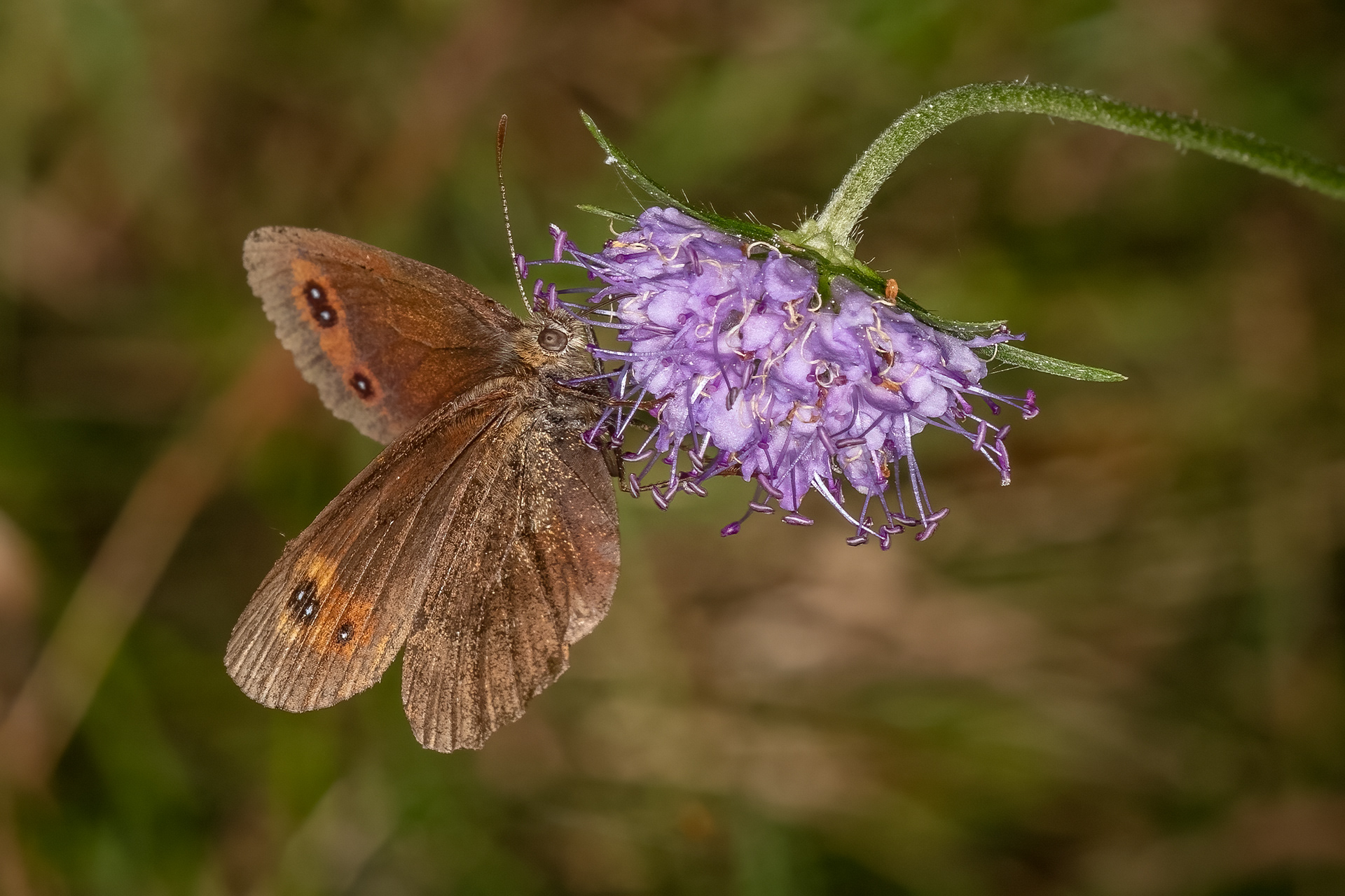 Scotch Argus Butterfly