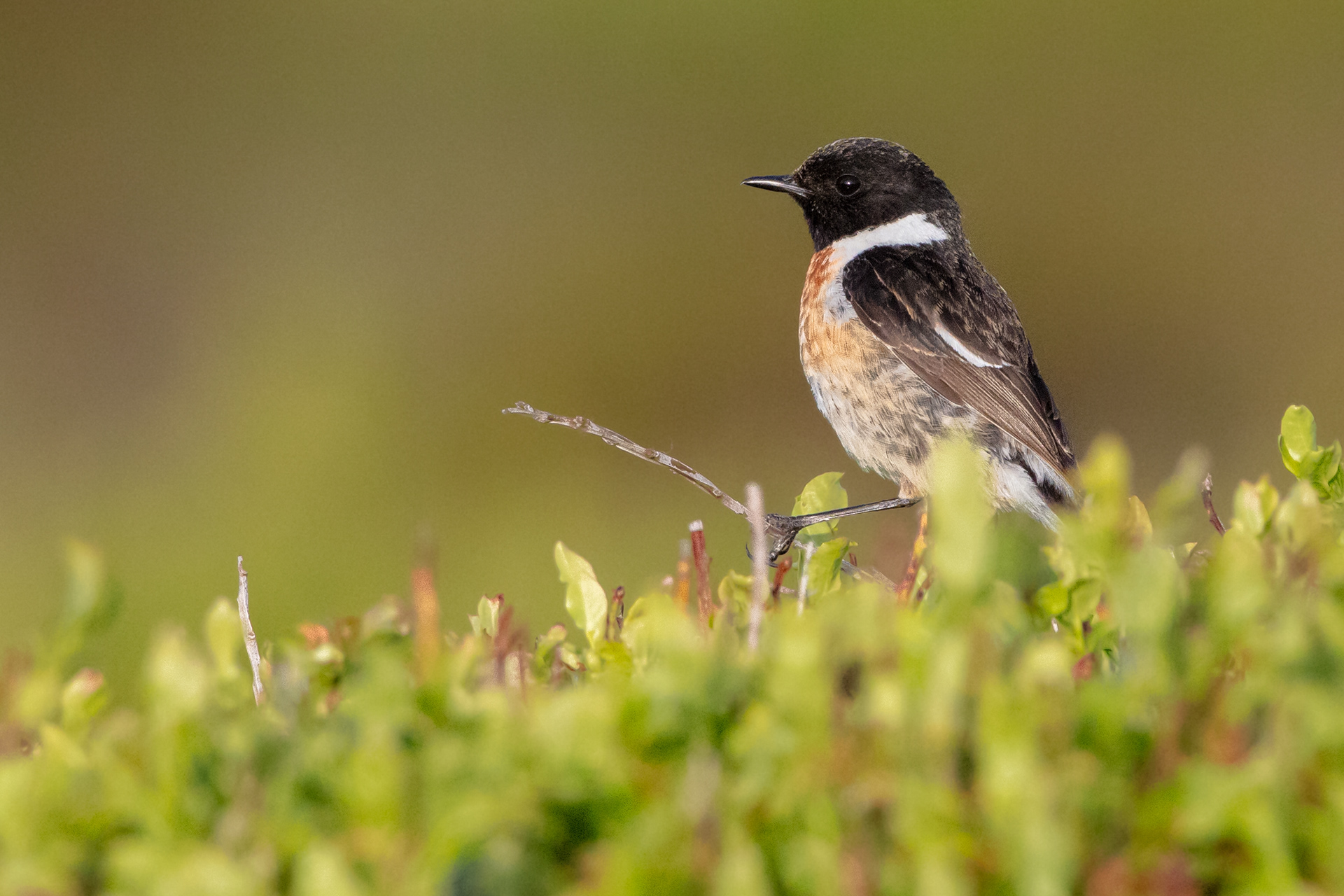 Stonechat (male)