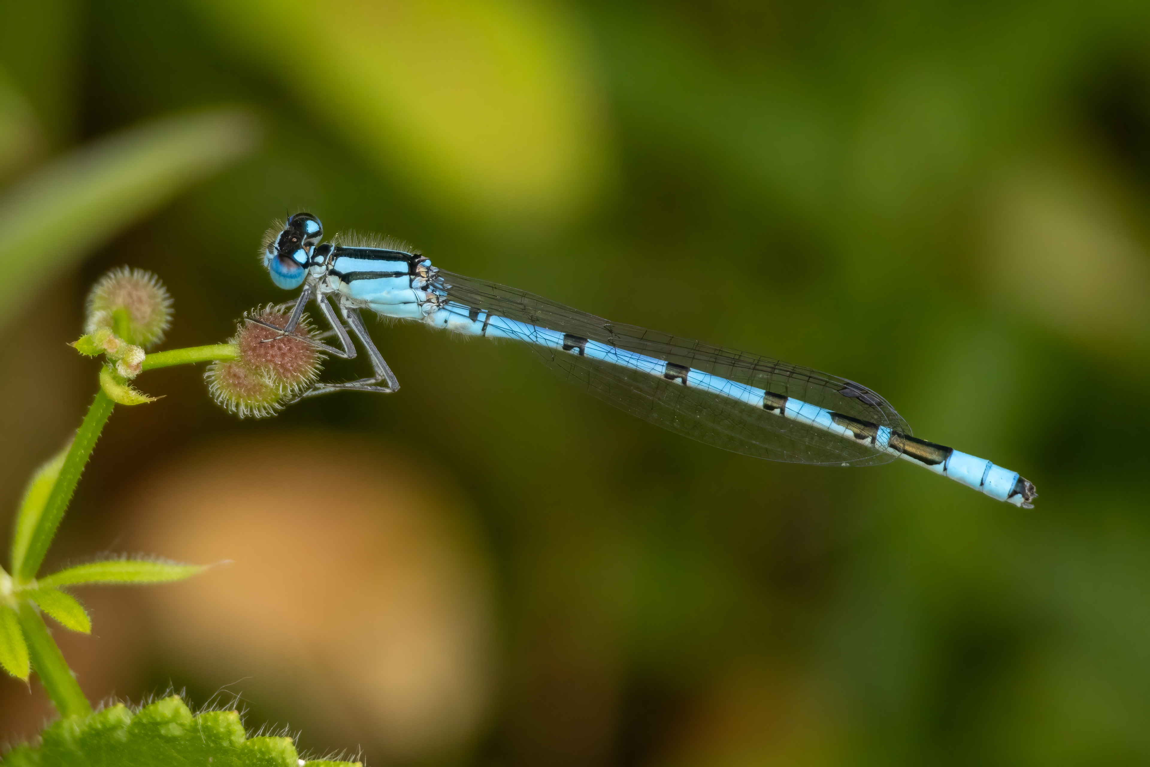 Common Blue Damselfly (male)
