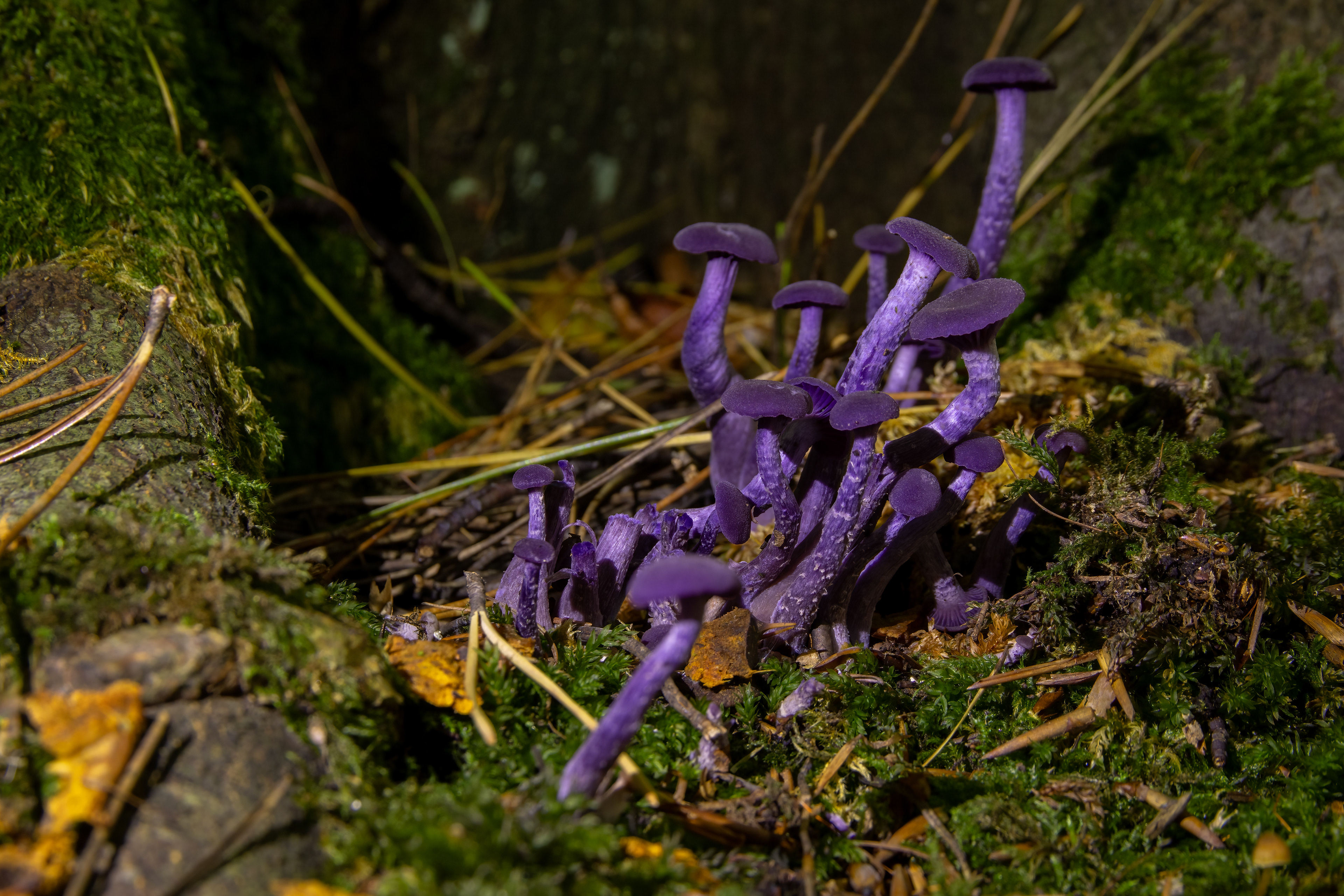 Amethyst Deceiver
