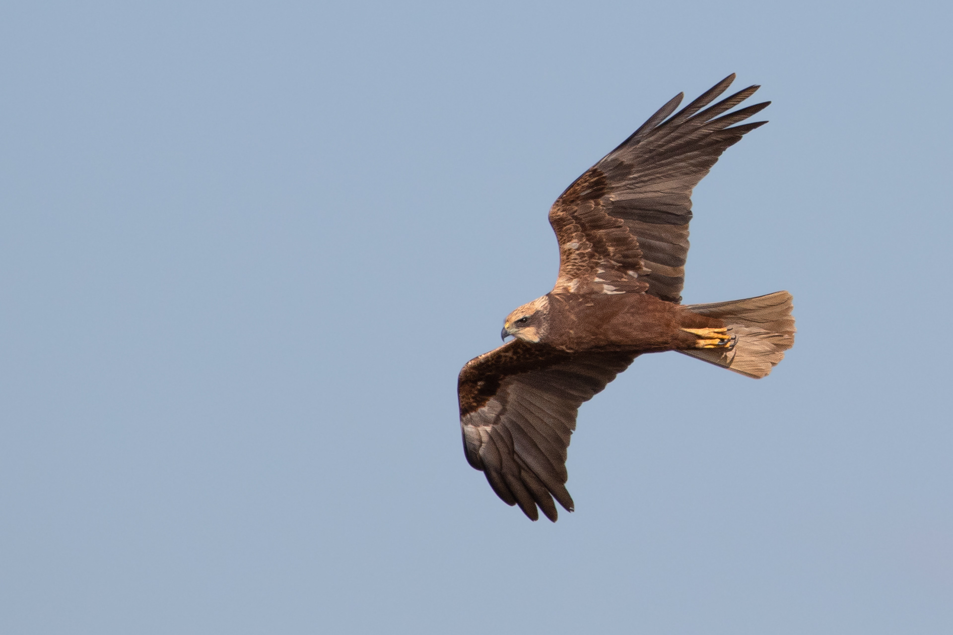 Marsh Harrier (female)