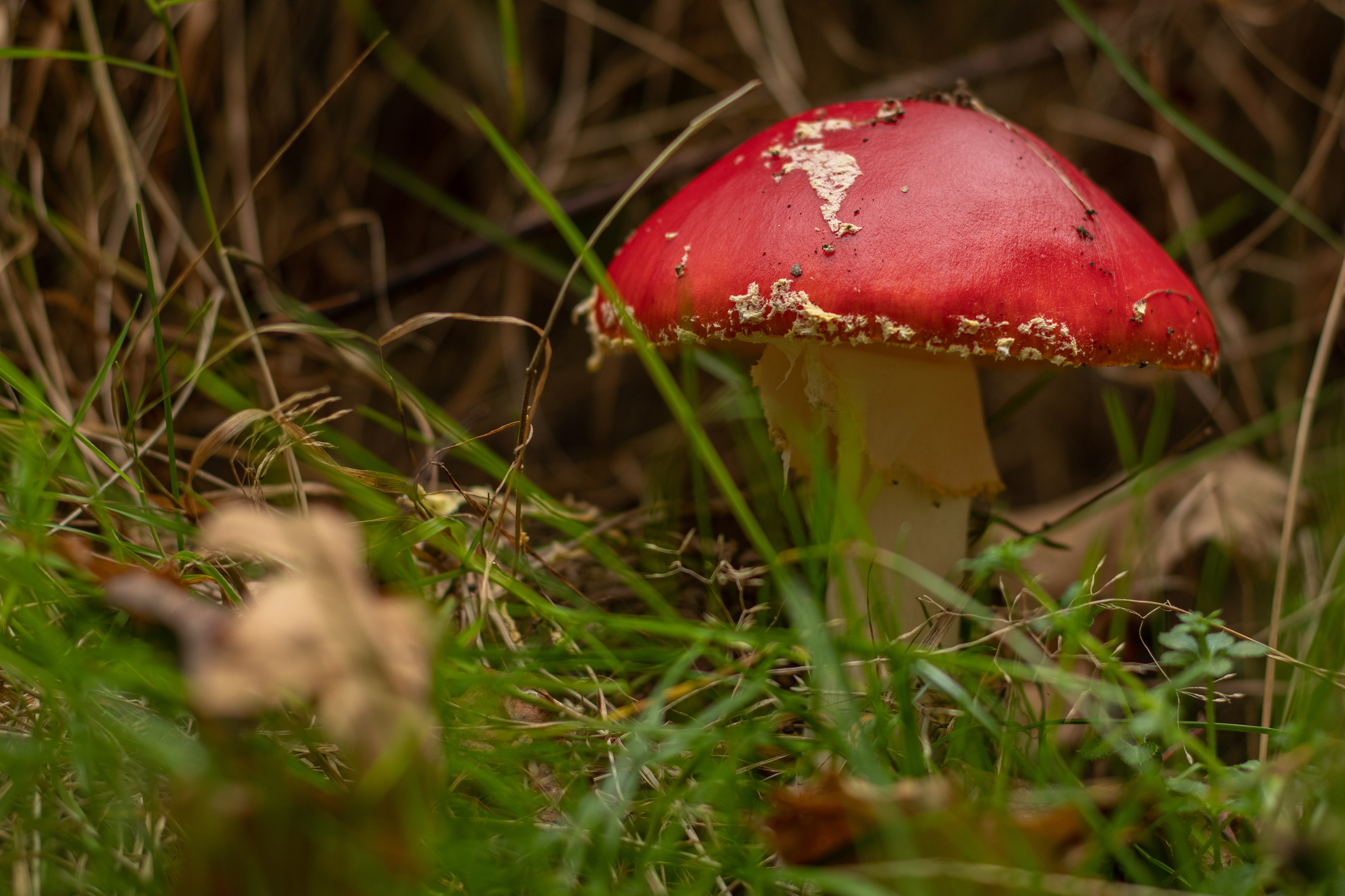 Fly Agaric