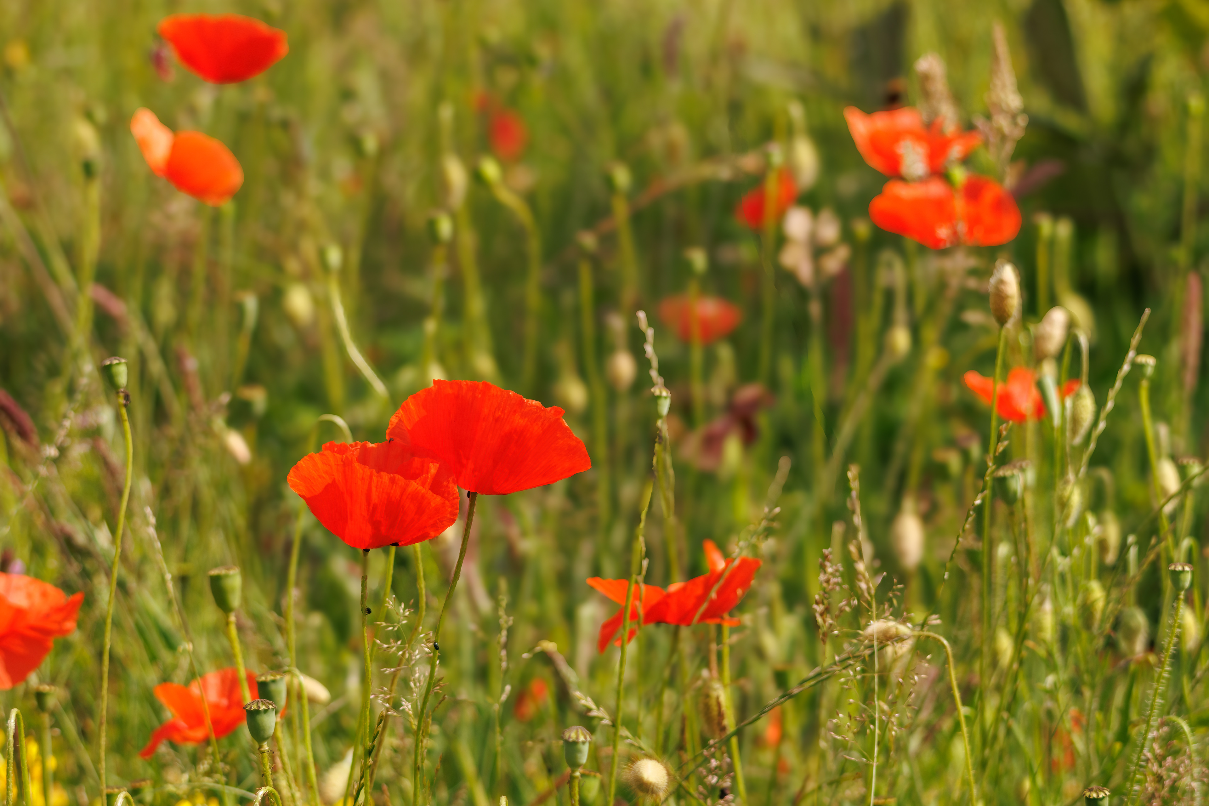 Poppies at RBL National Memorial Arboretum