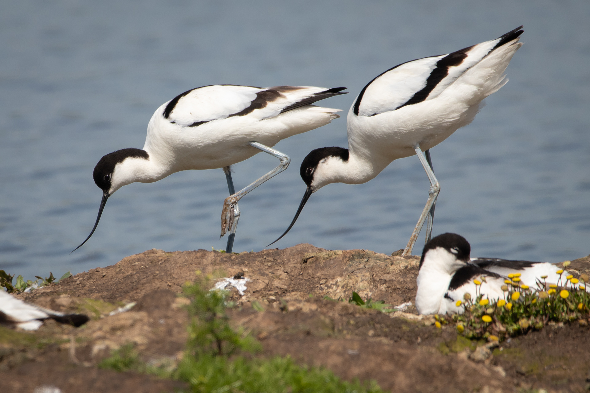 Avocets