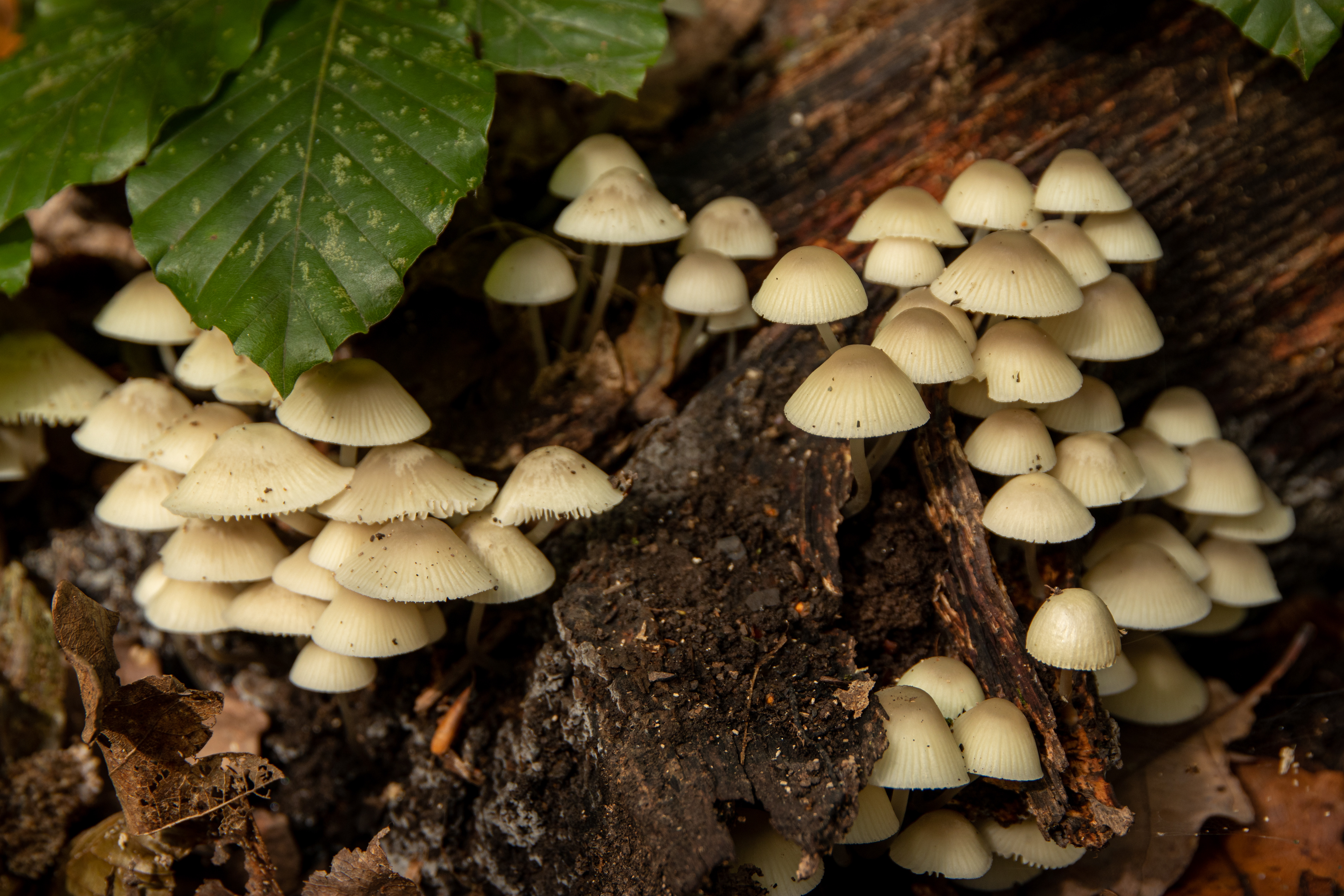 Late-season Bonnet