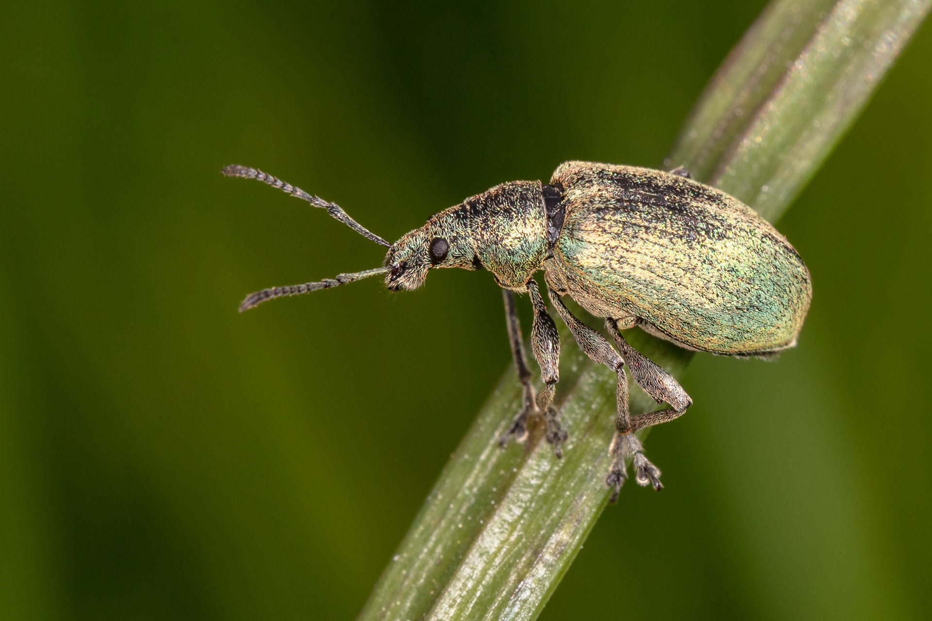 Silver-green Leaf Weevil 