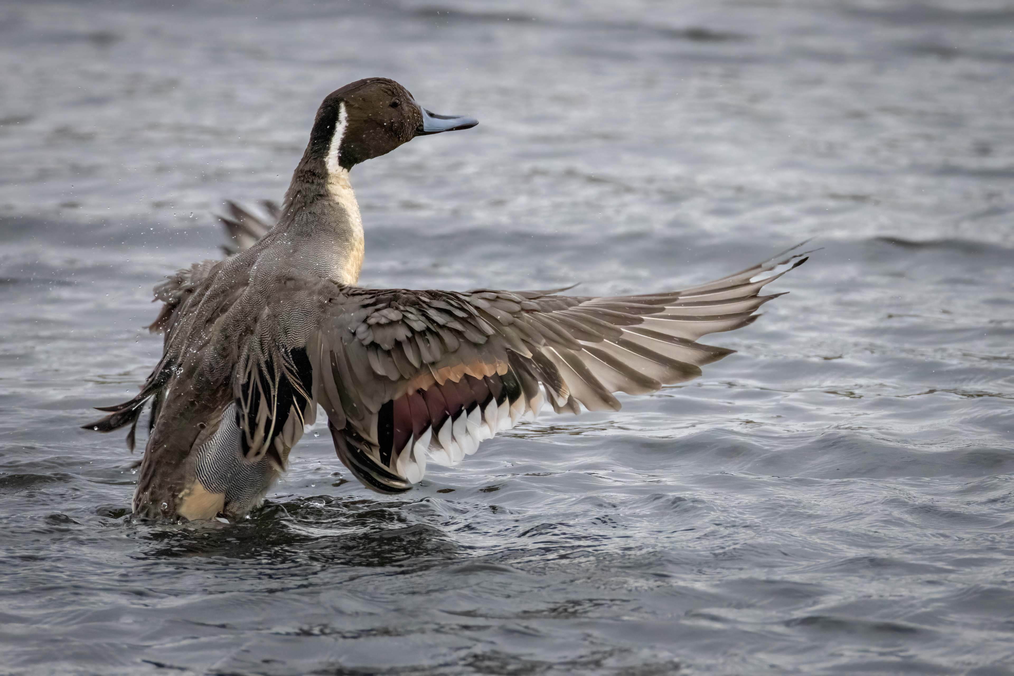 Pintail