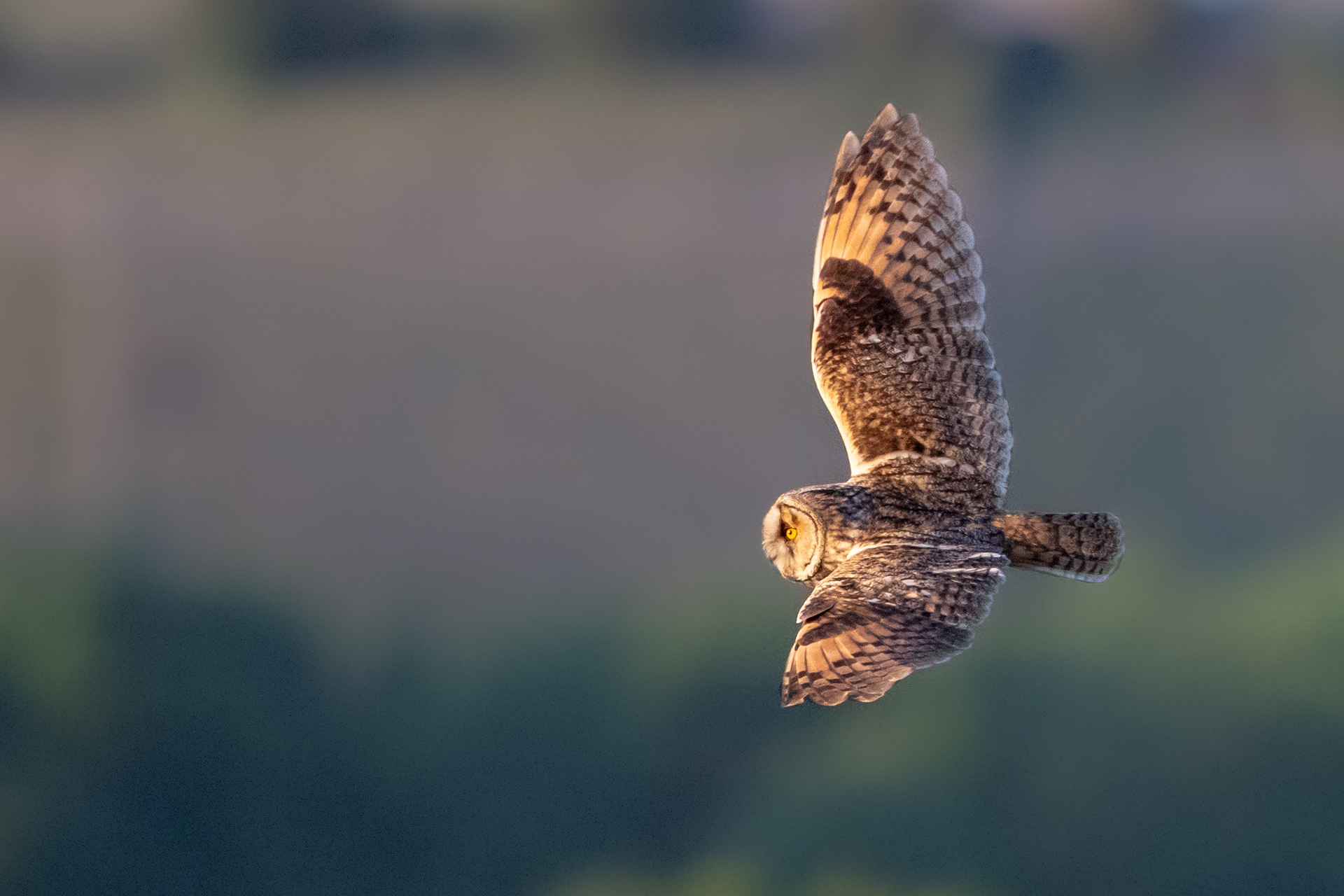 Long-eared Owl