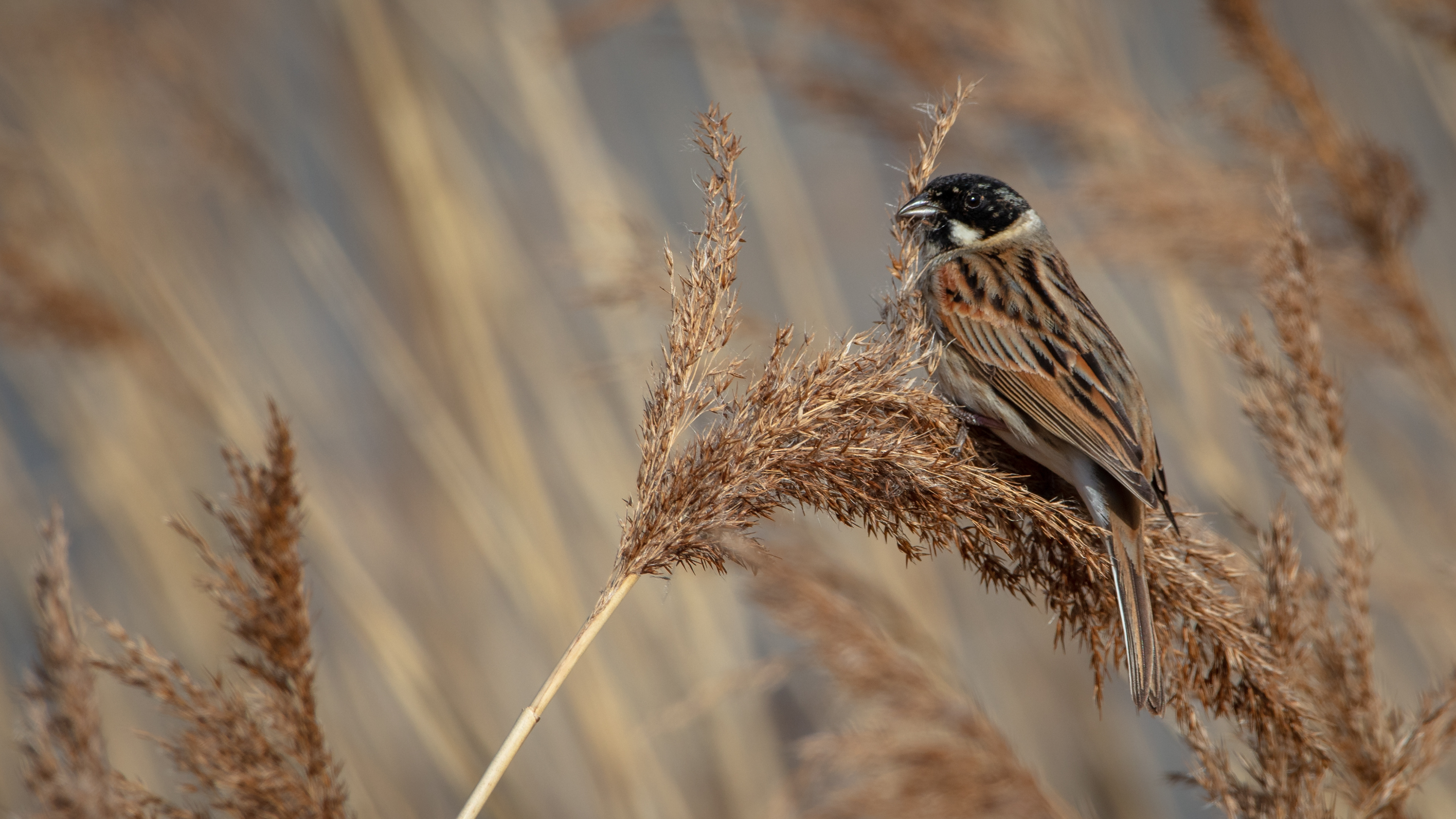 Reed Bunting (male)