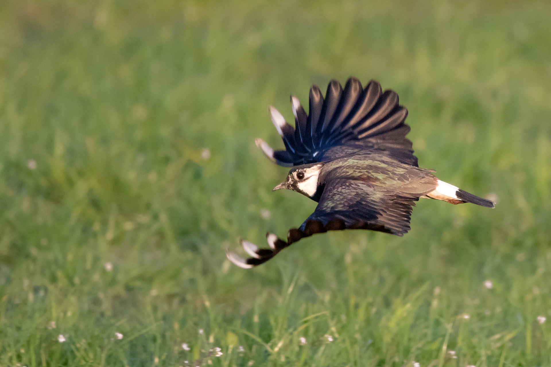 Lapwing