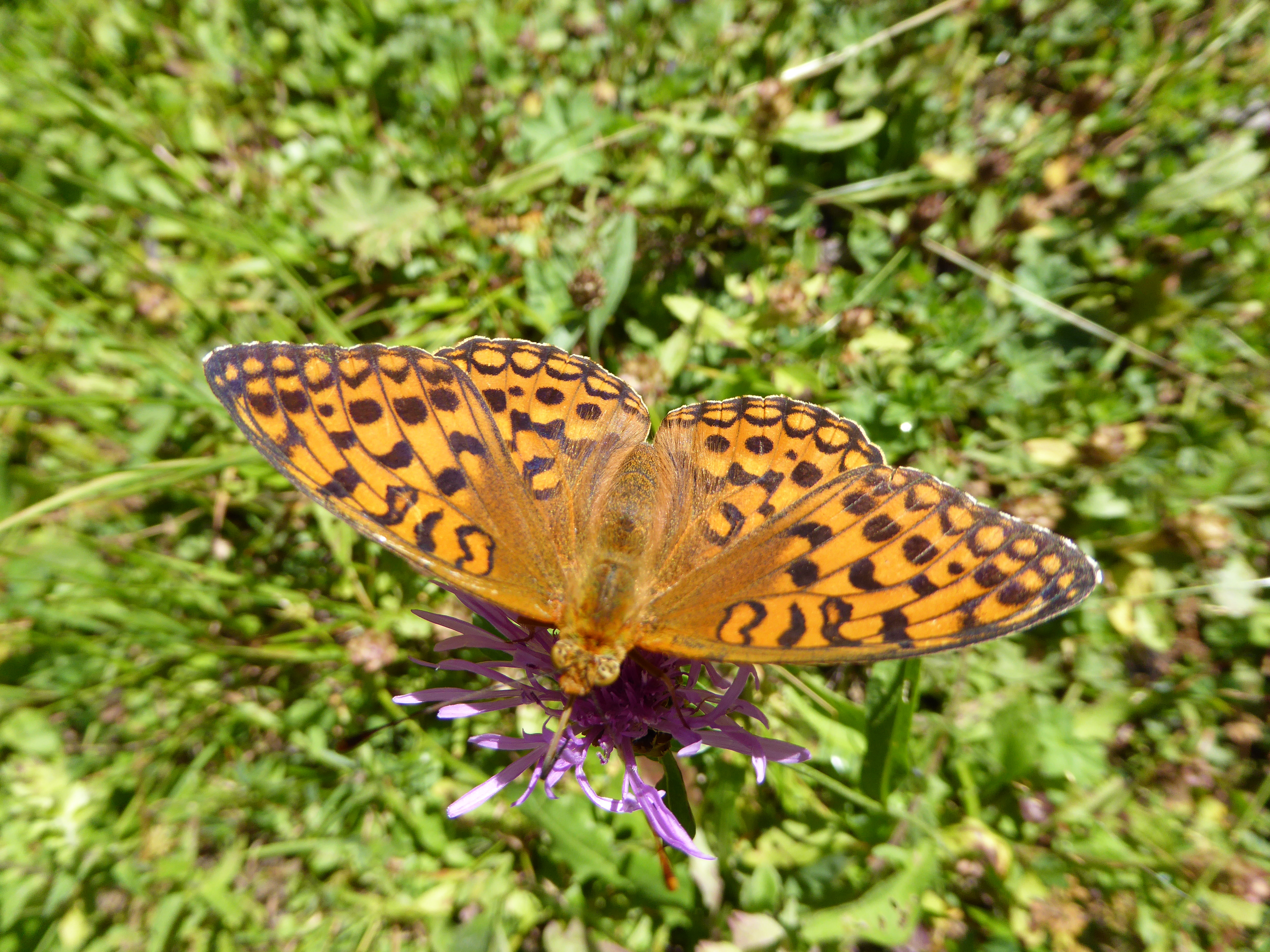 Dark Green Fritillary Butterfly (Switzerland)