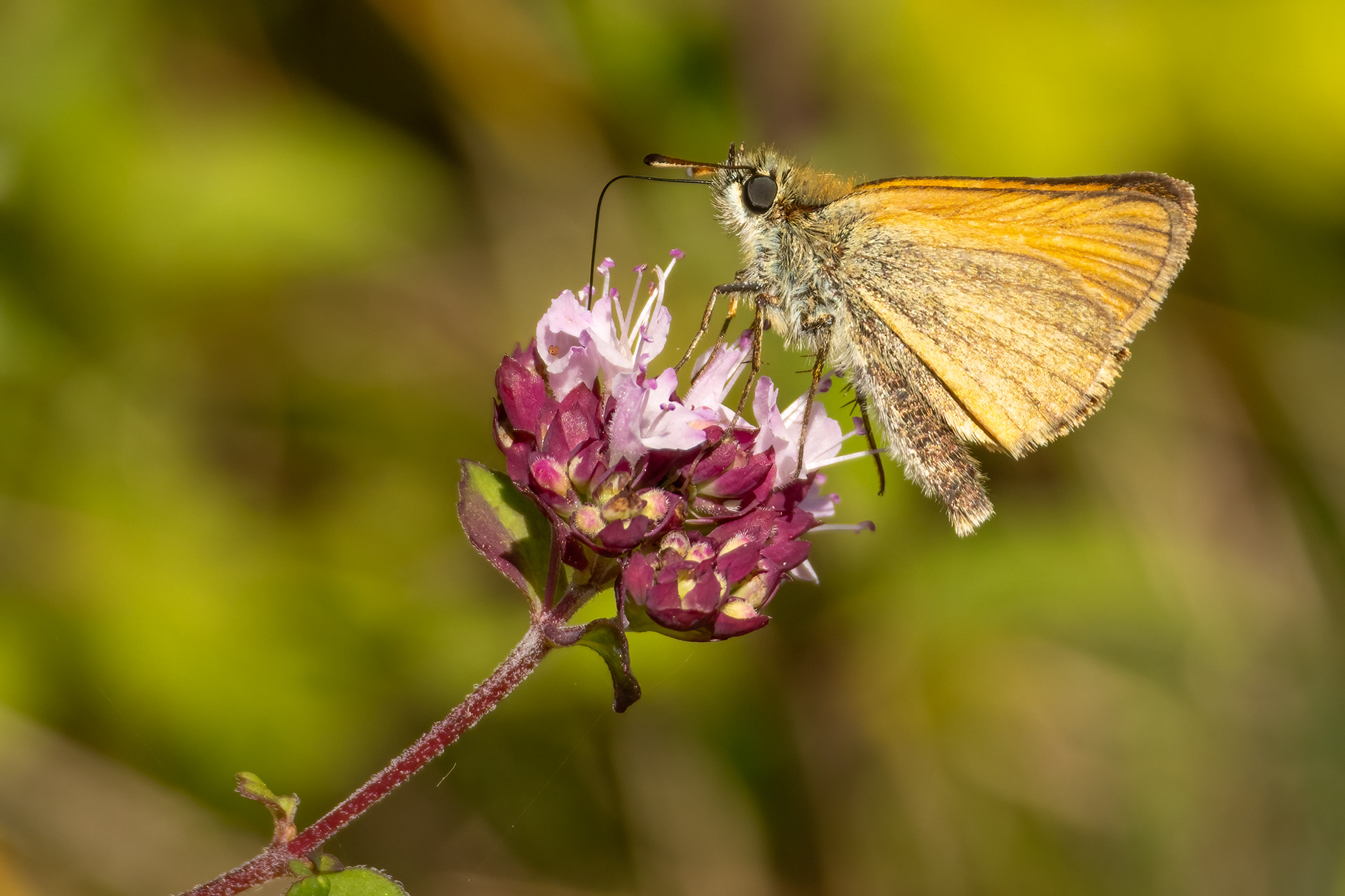 Small Skipper Butterfly