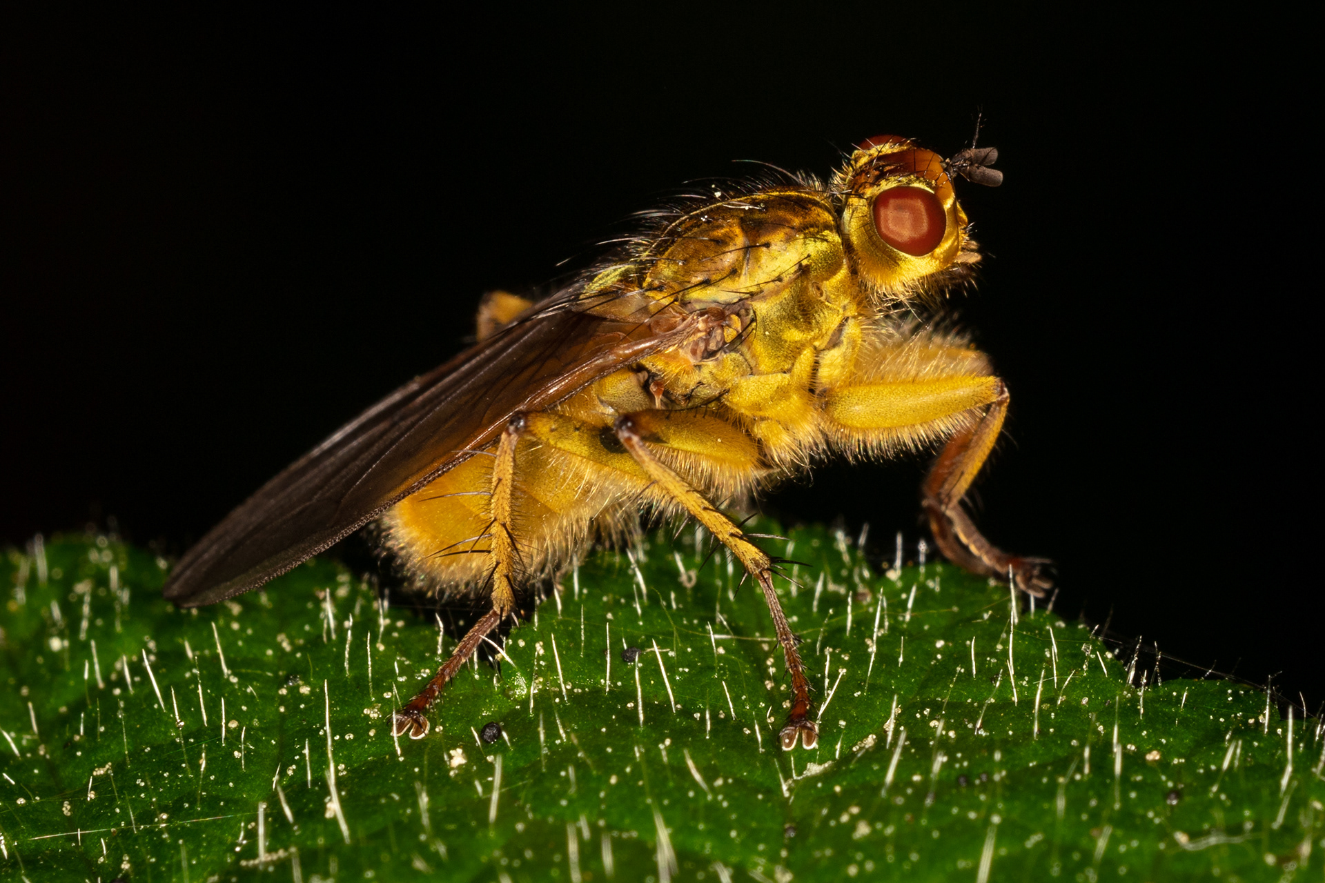 Yellow Dung Fly