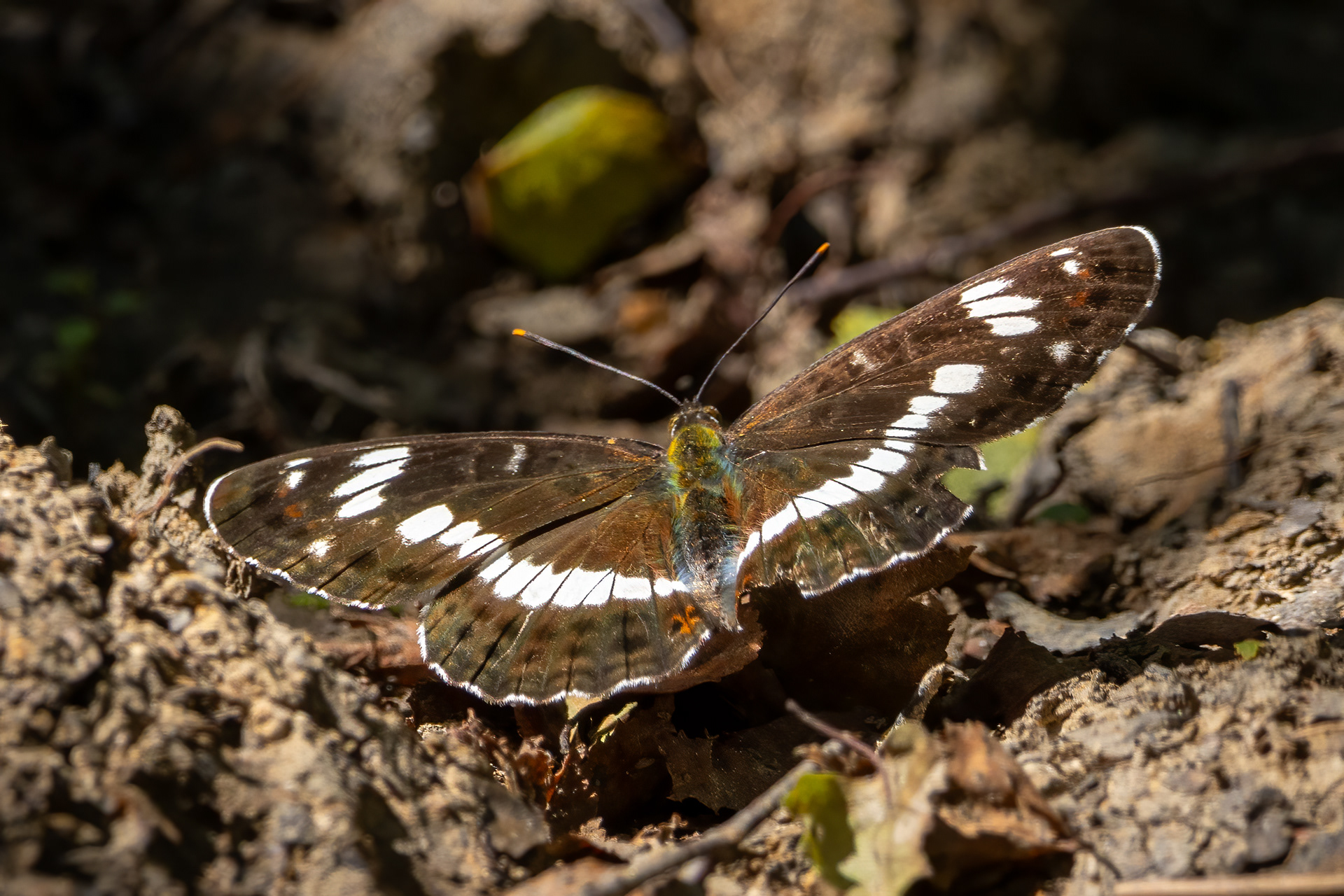 White Admiral Butterfly