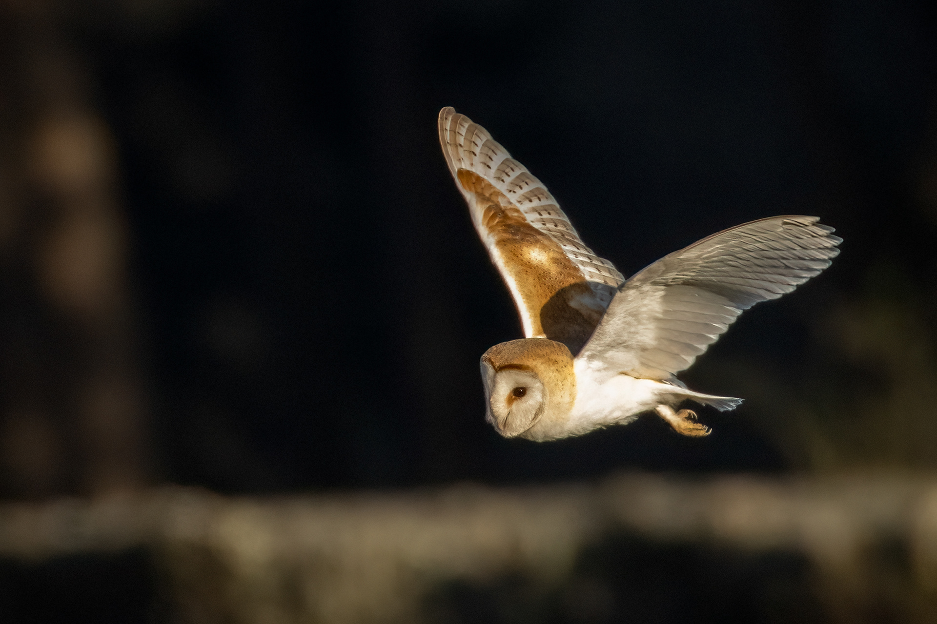Barn Owl