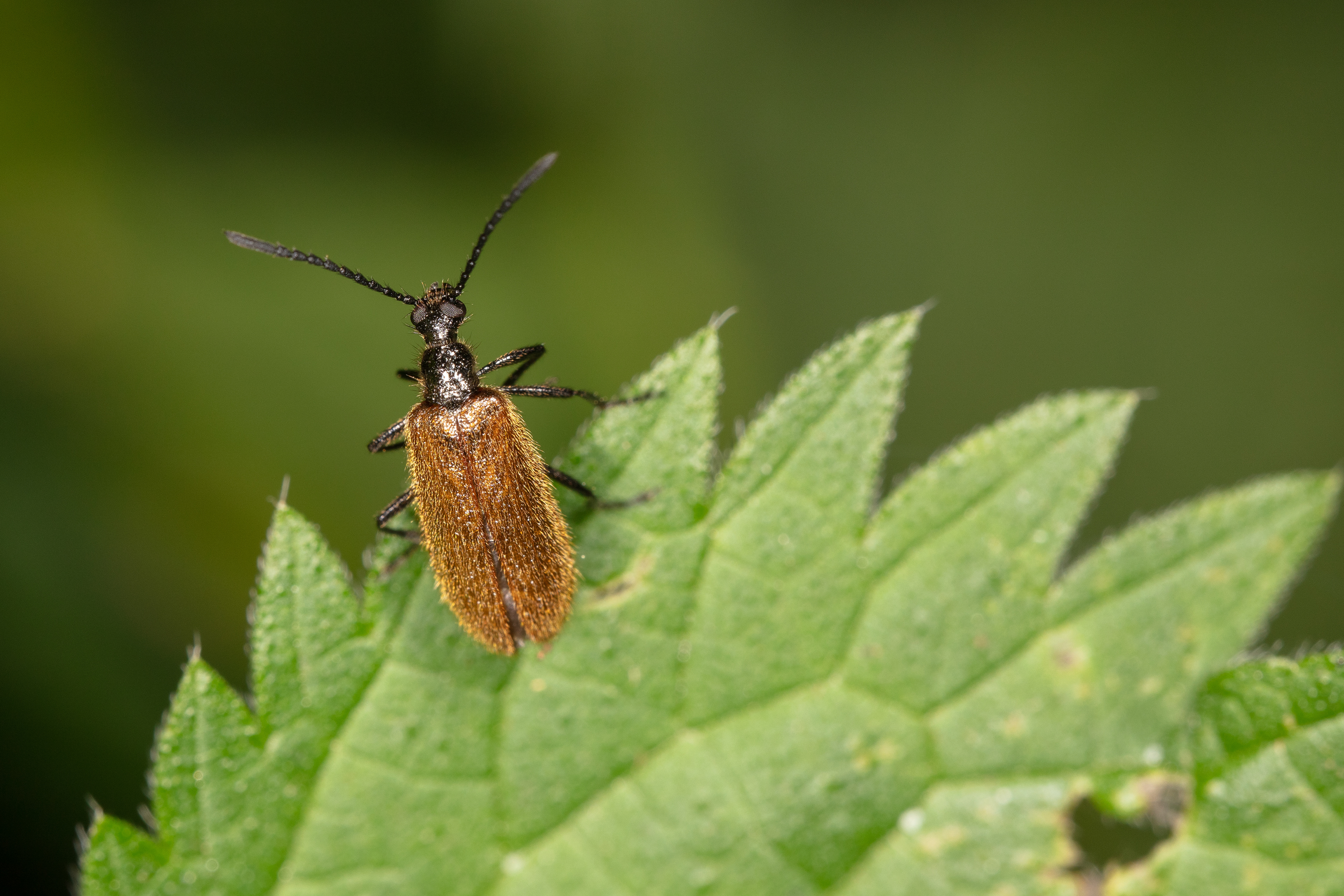 Lagria Hirta Beetle