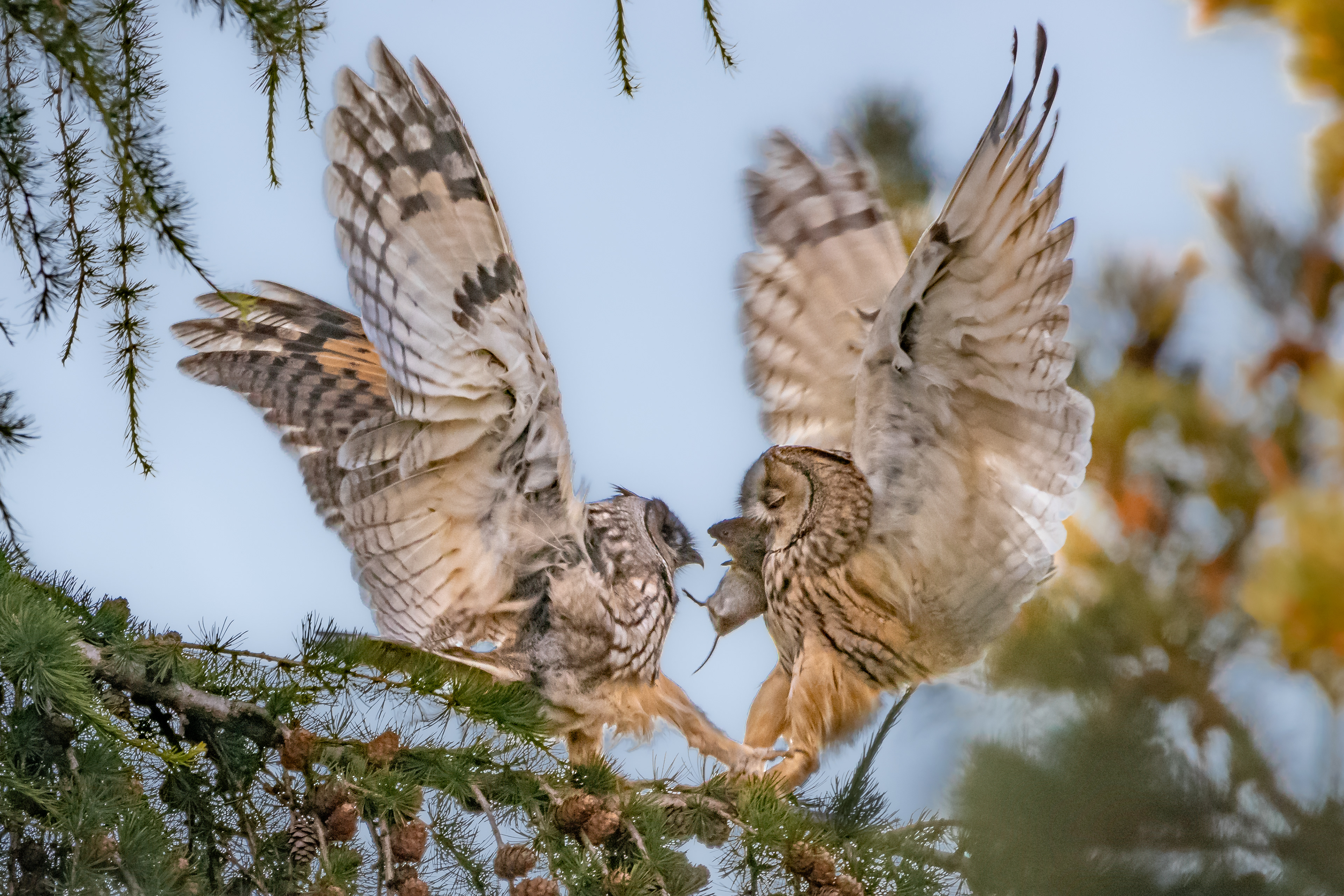 Long-eared owls