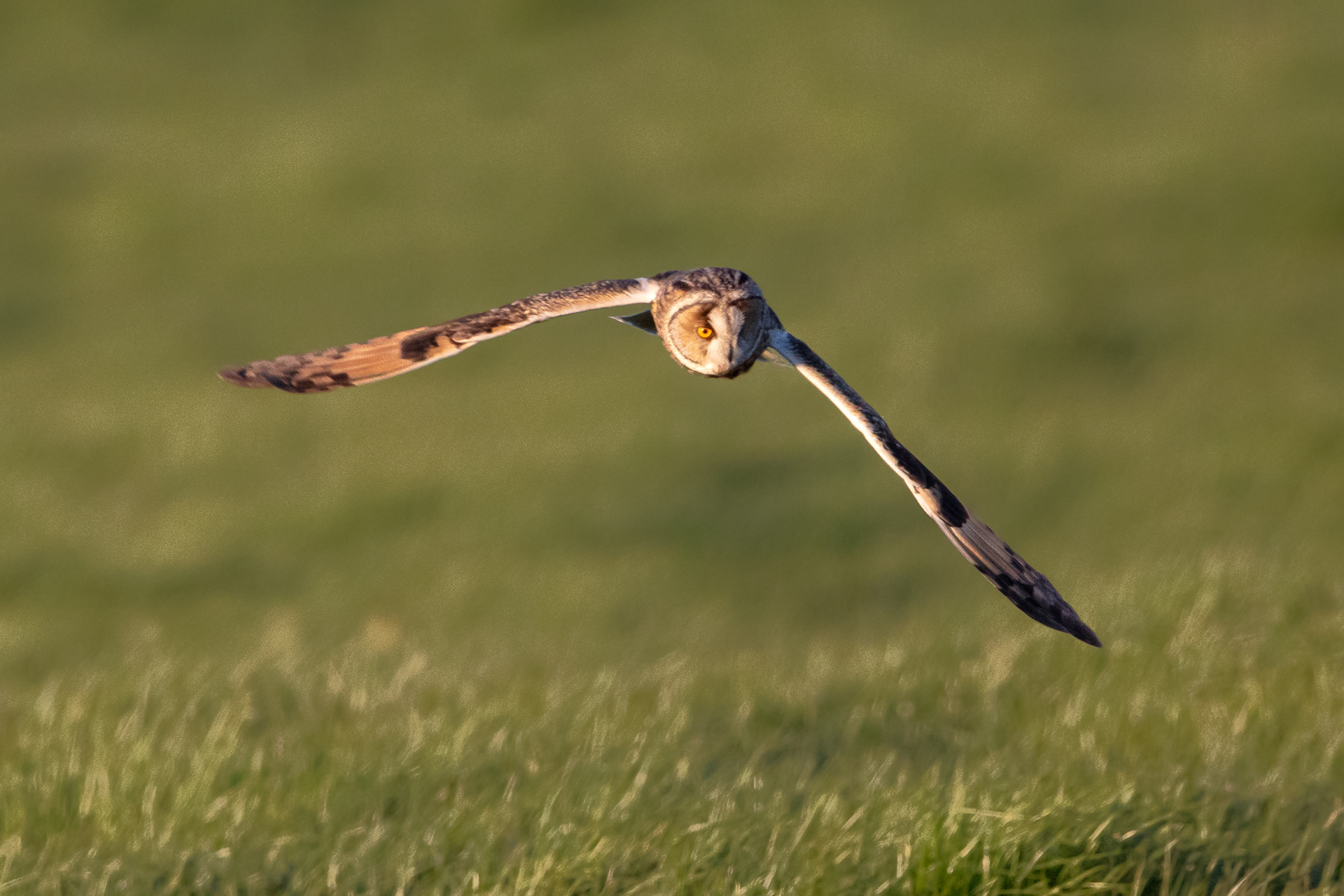 Long-eared Owl