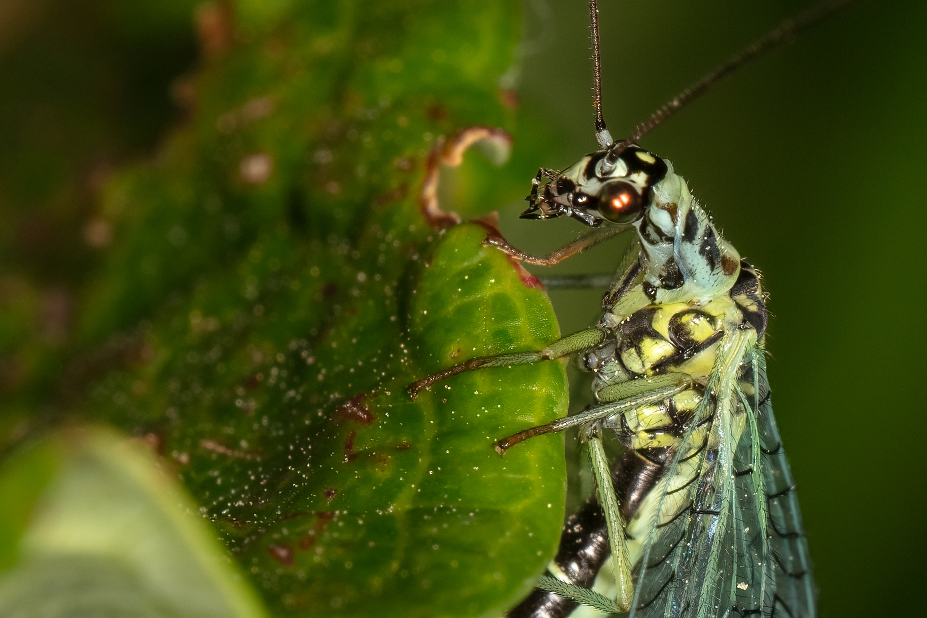  Pearly Green Lacewing