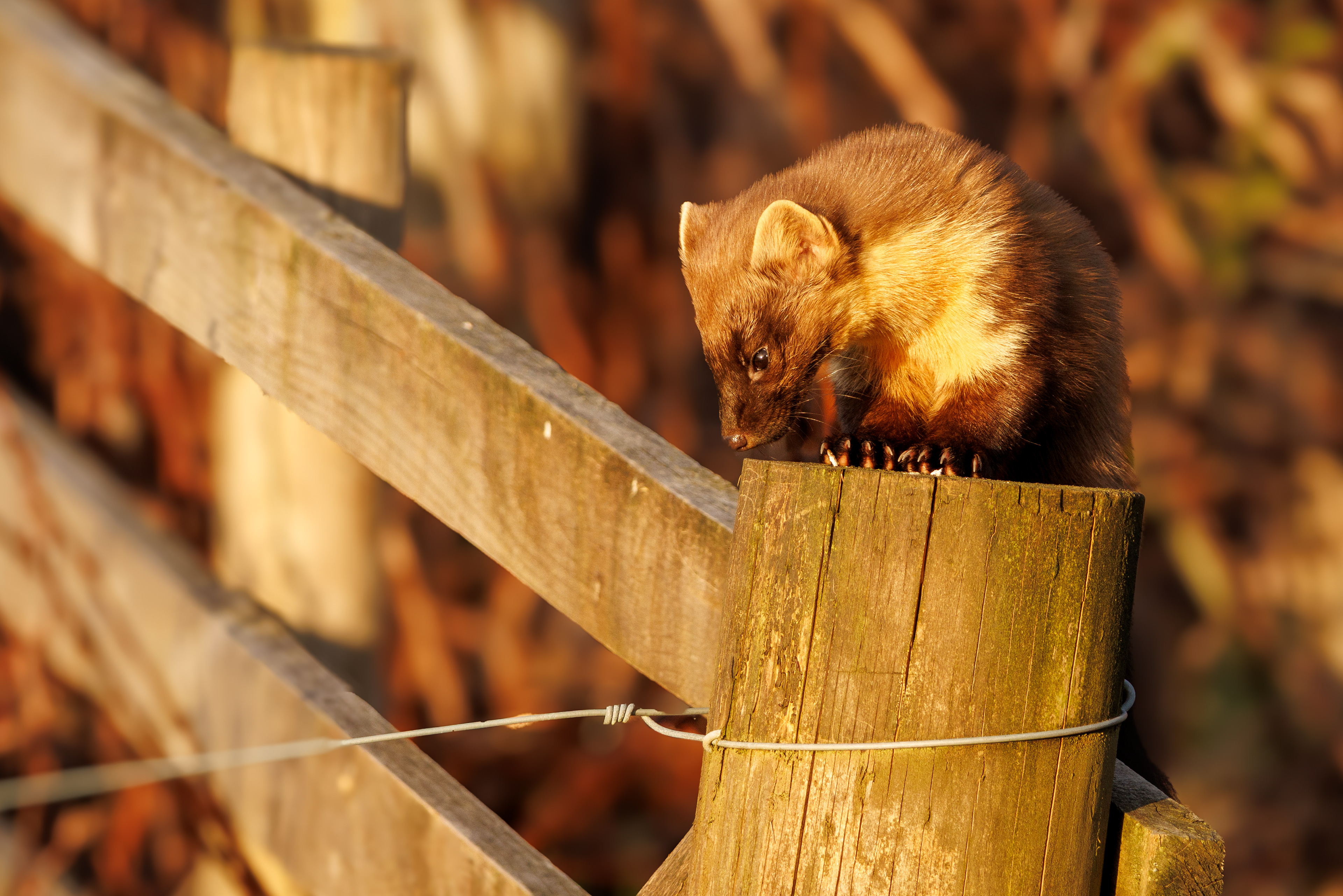 Pine Marten