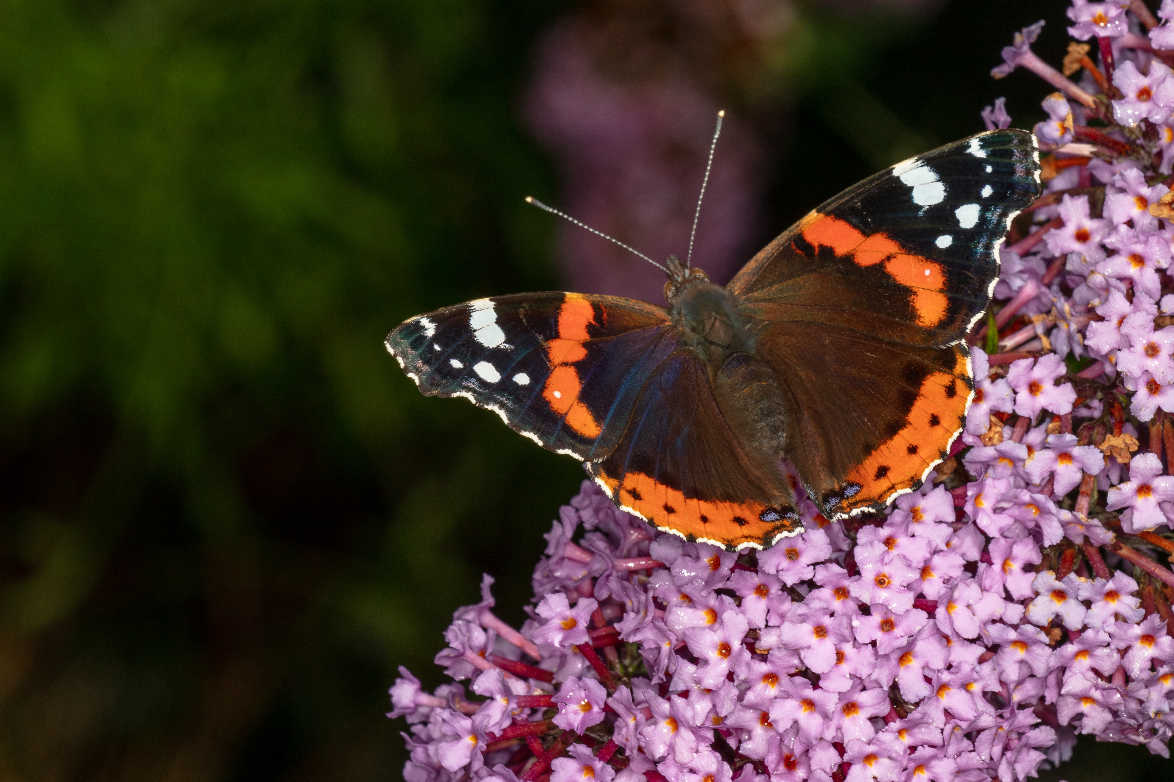 Red Admiral Butterfly