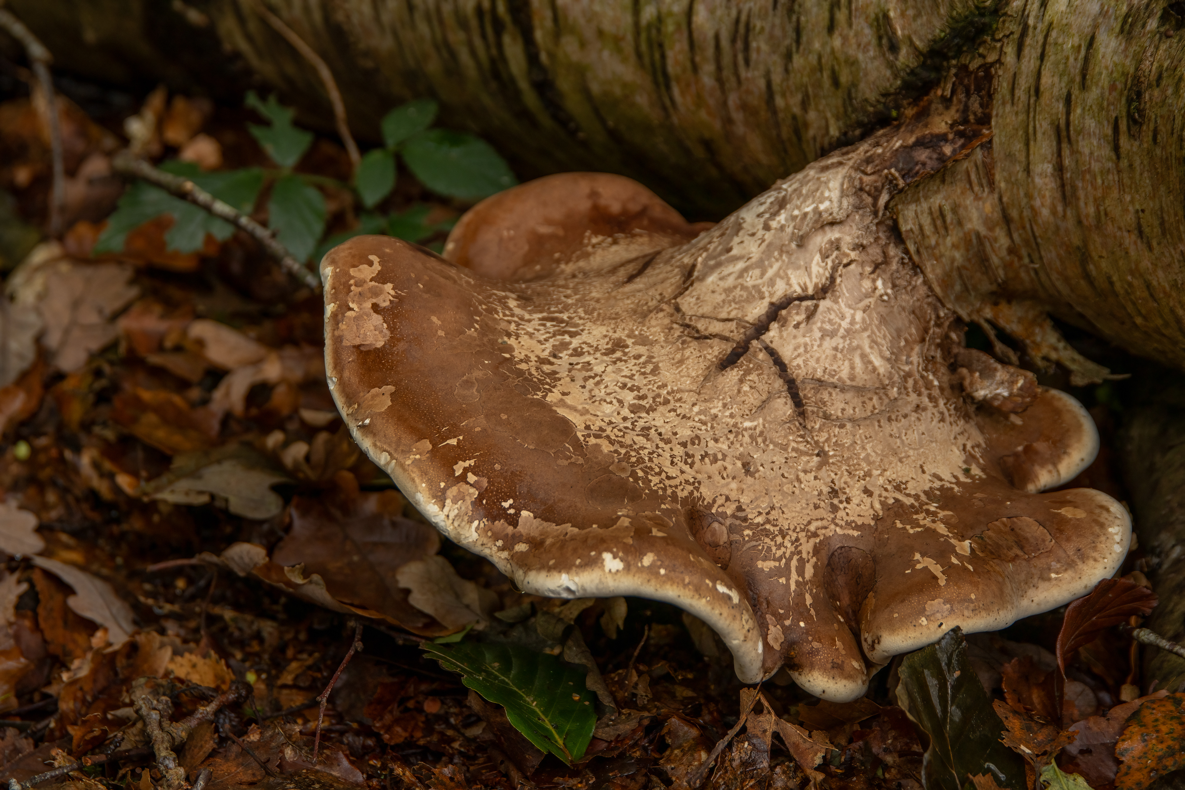 Birch Polypore