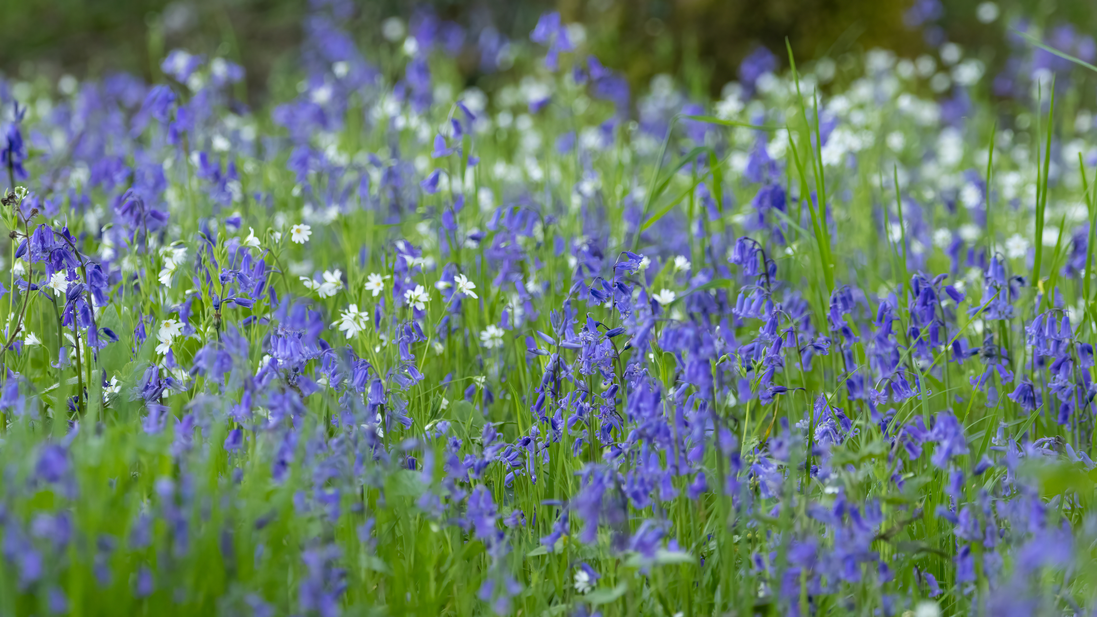 Wagon Way, Midhopestones