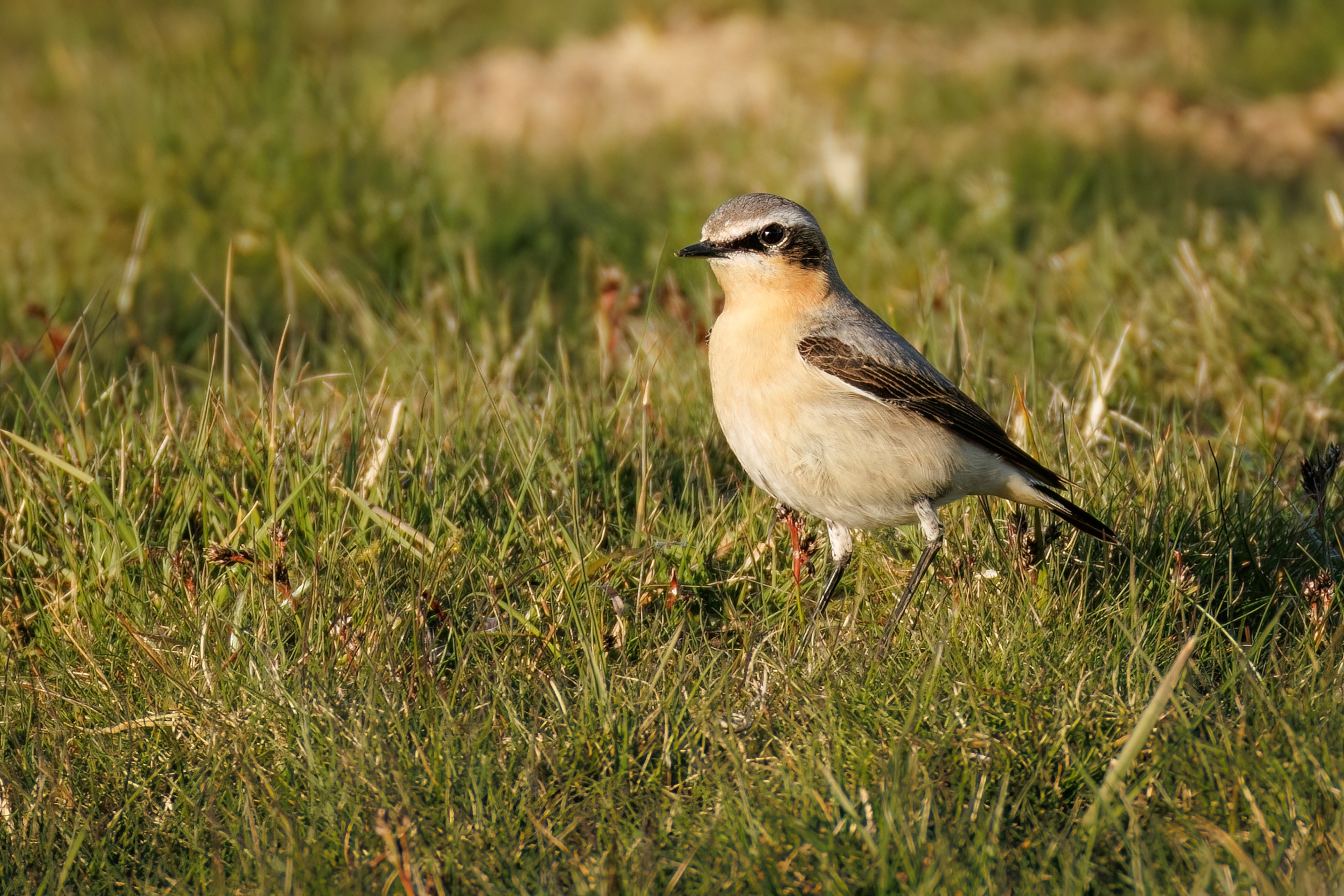 Wheatear