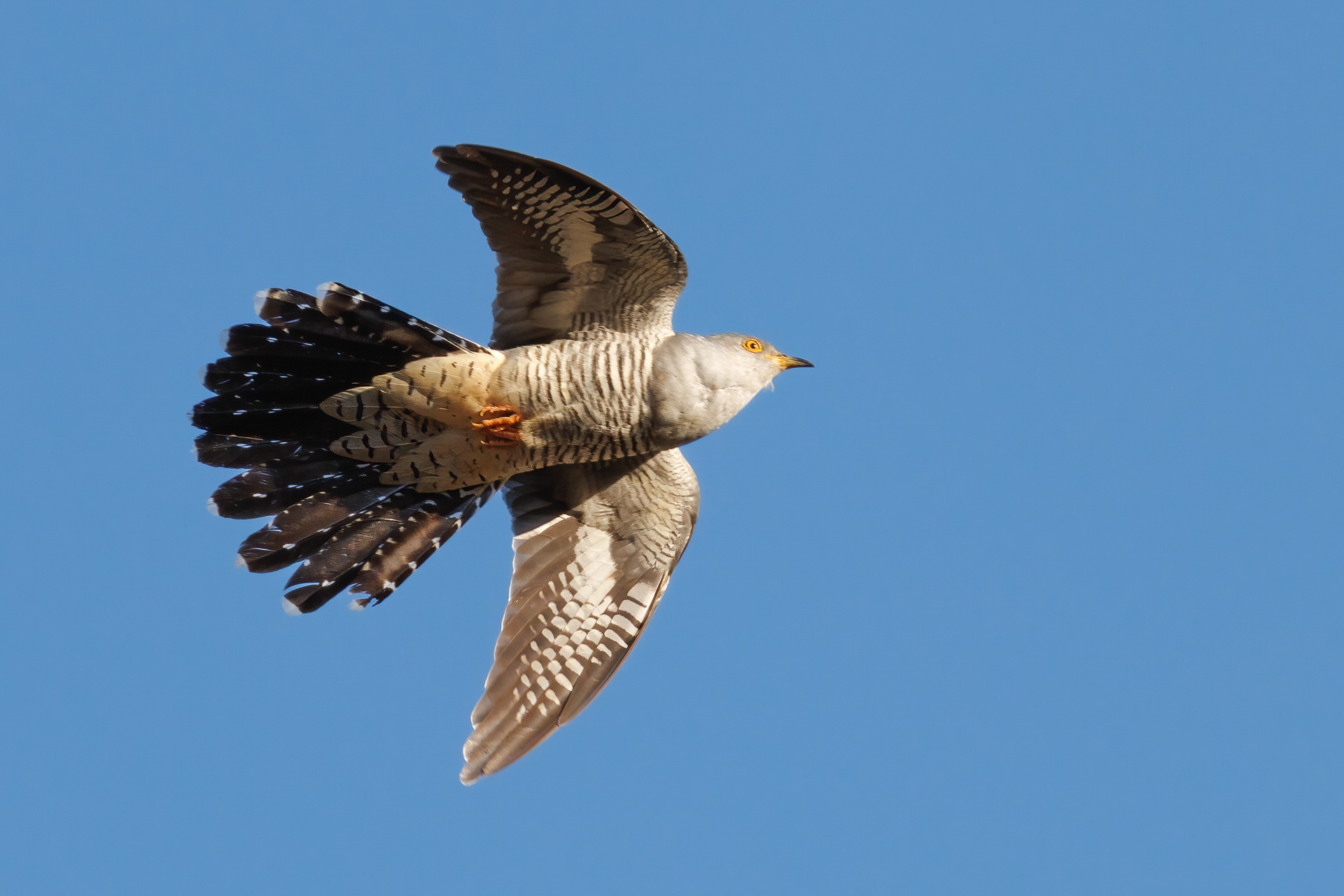 Cuckoo