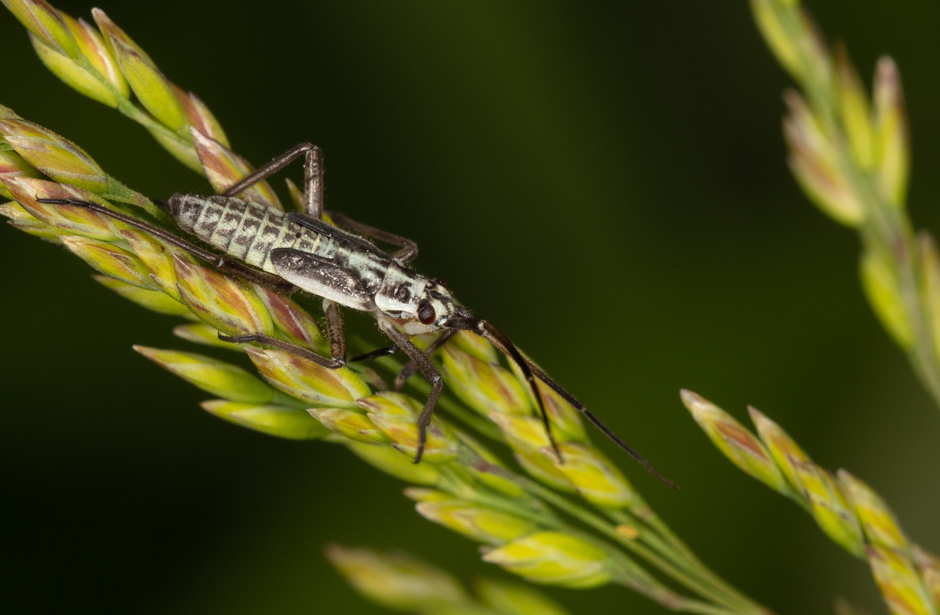Grass Bug