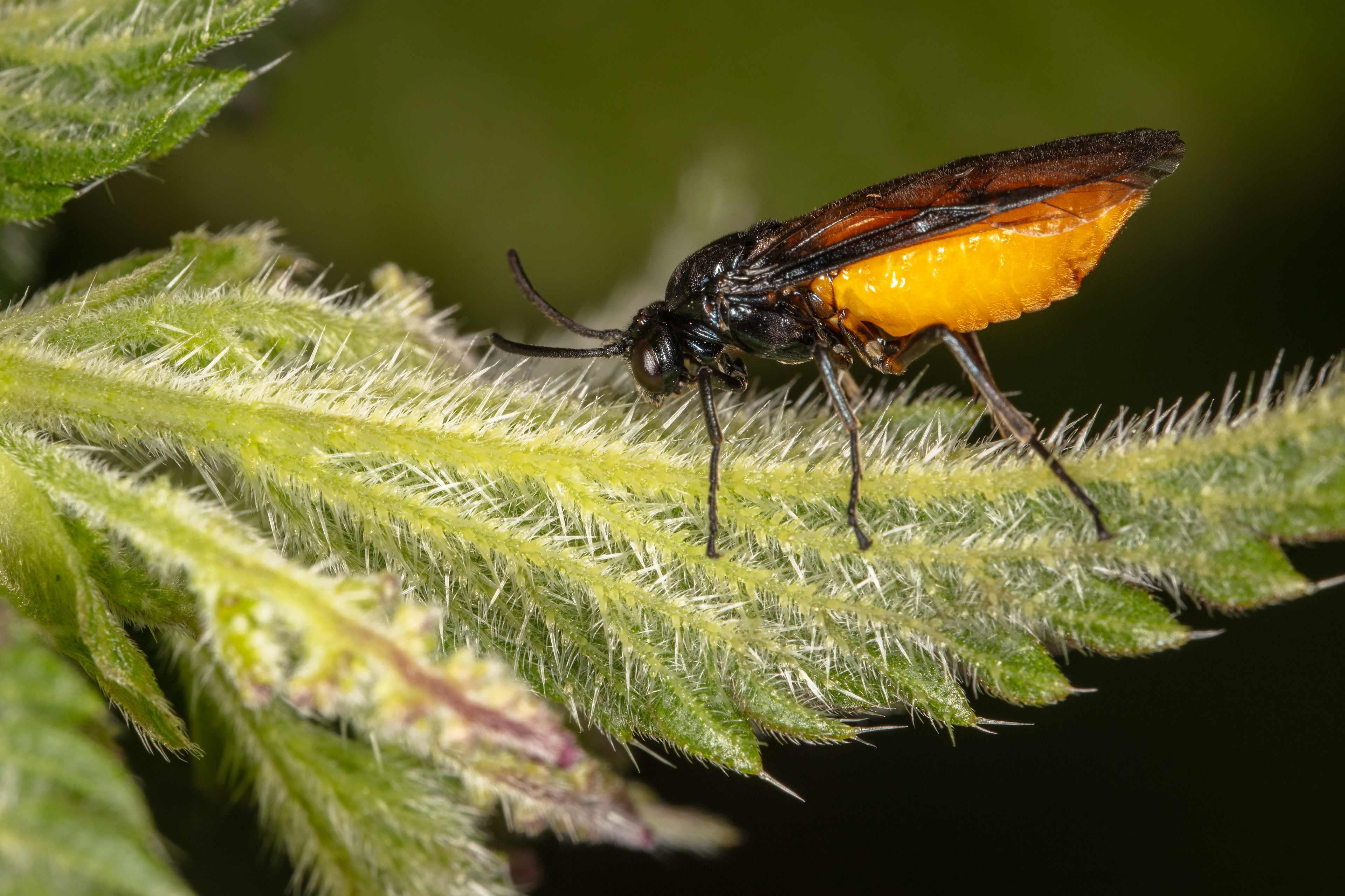 Rose Sawfly