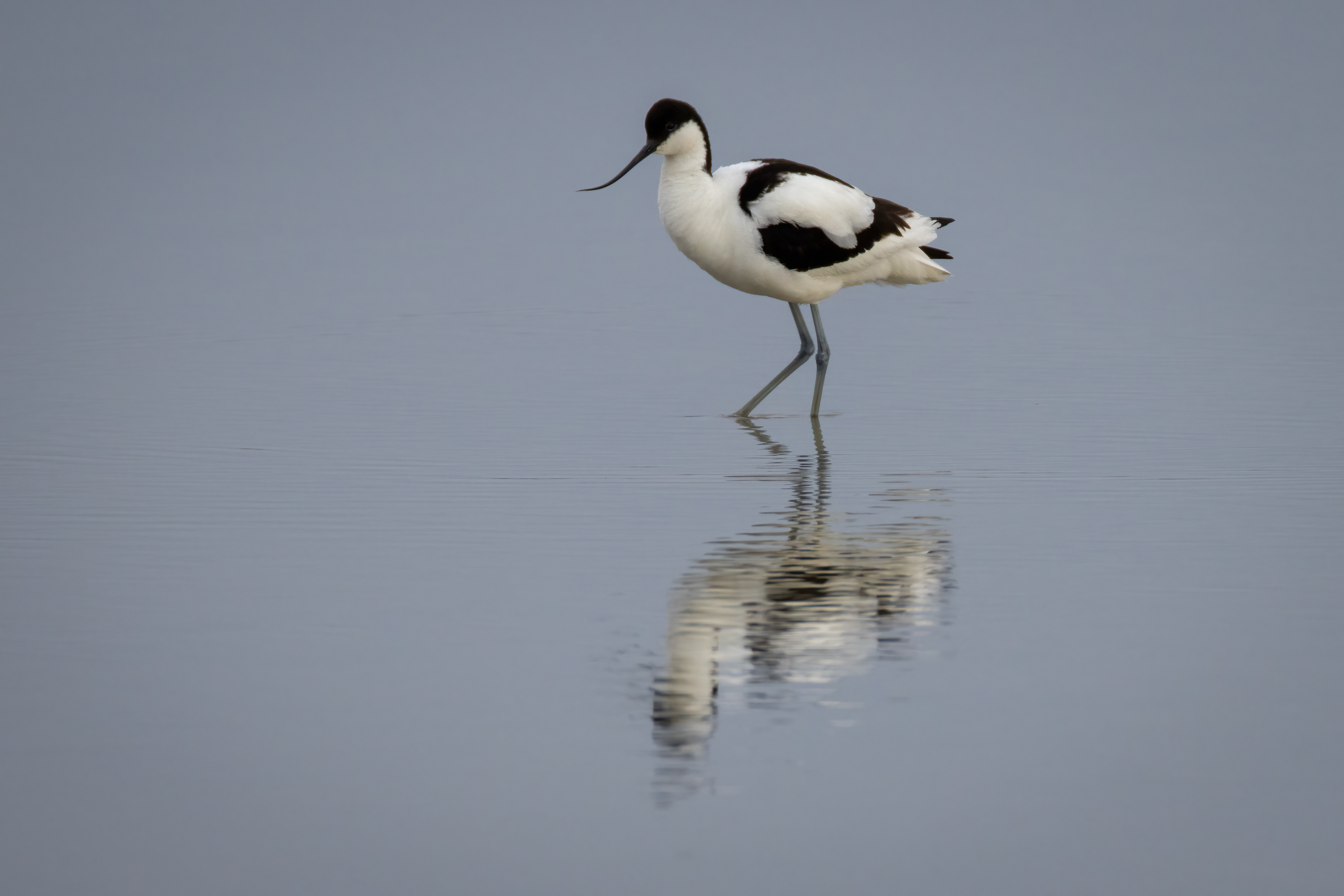 Avocet