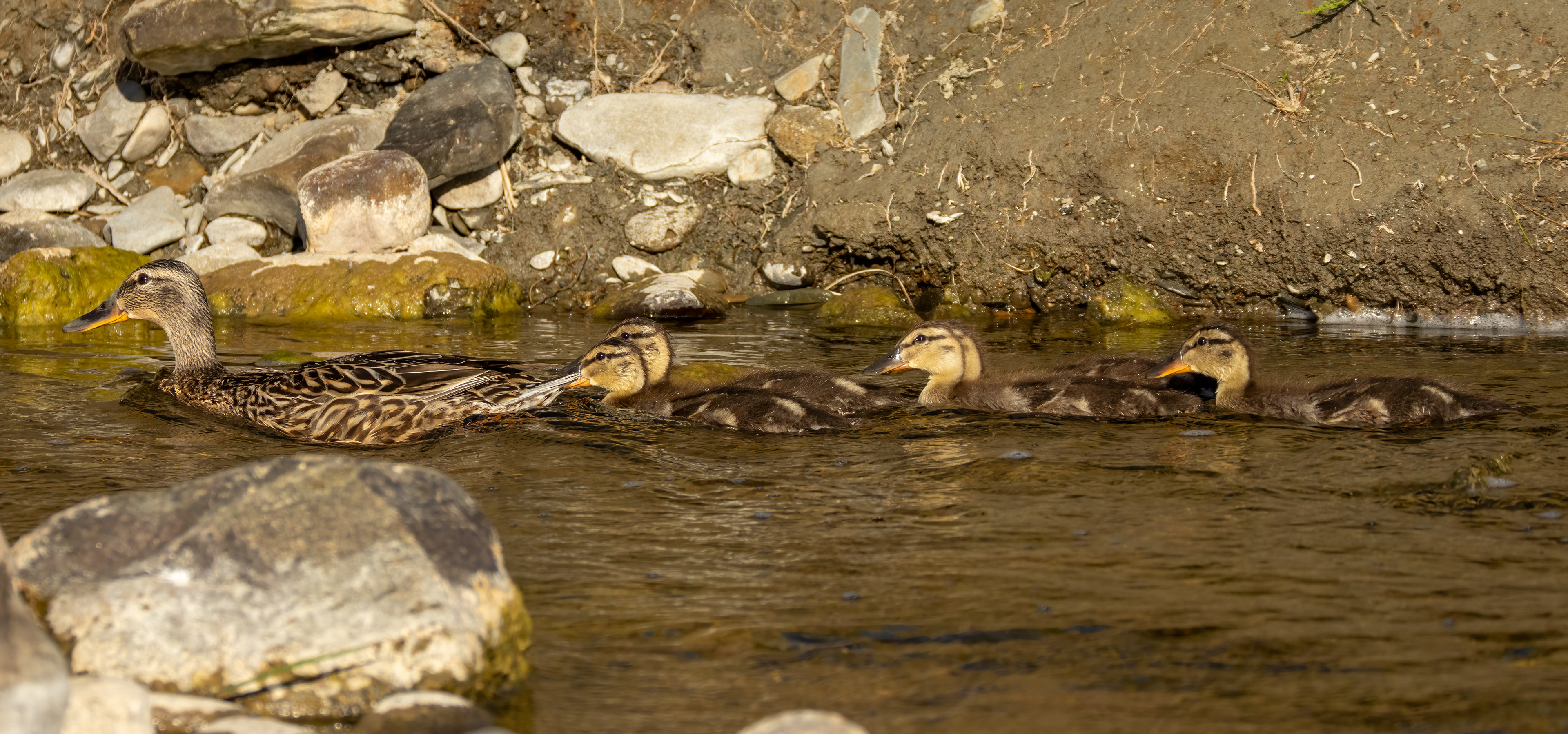 Mallard (female) and juveniles