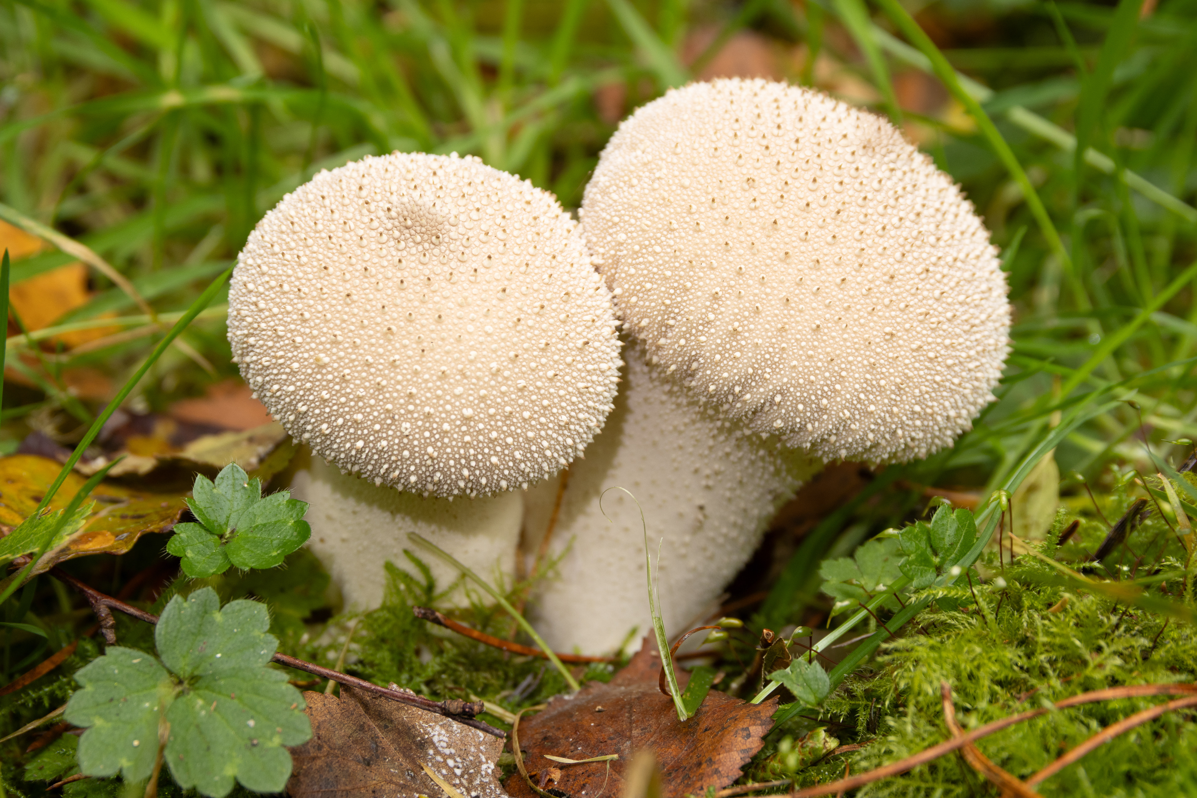 Common Puffball
