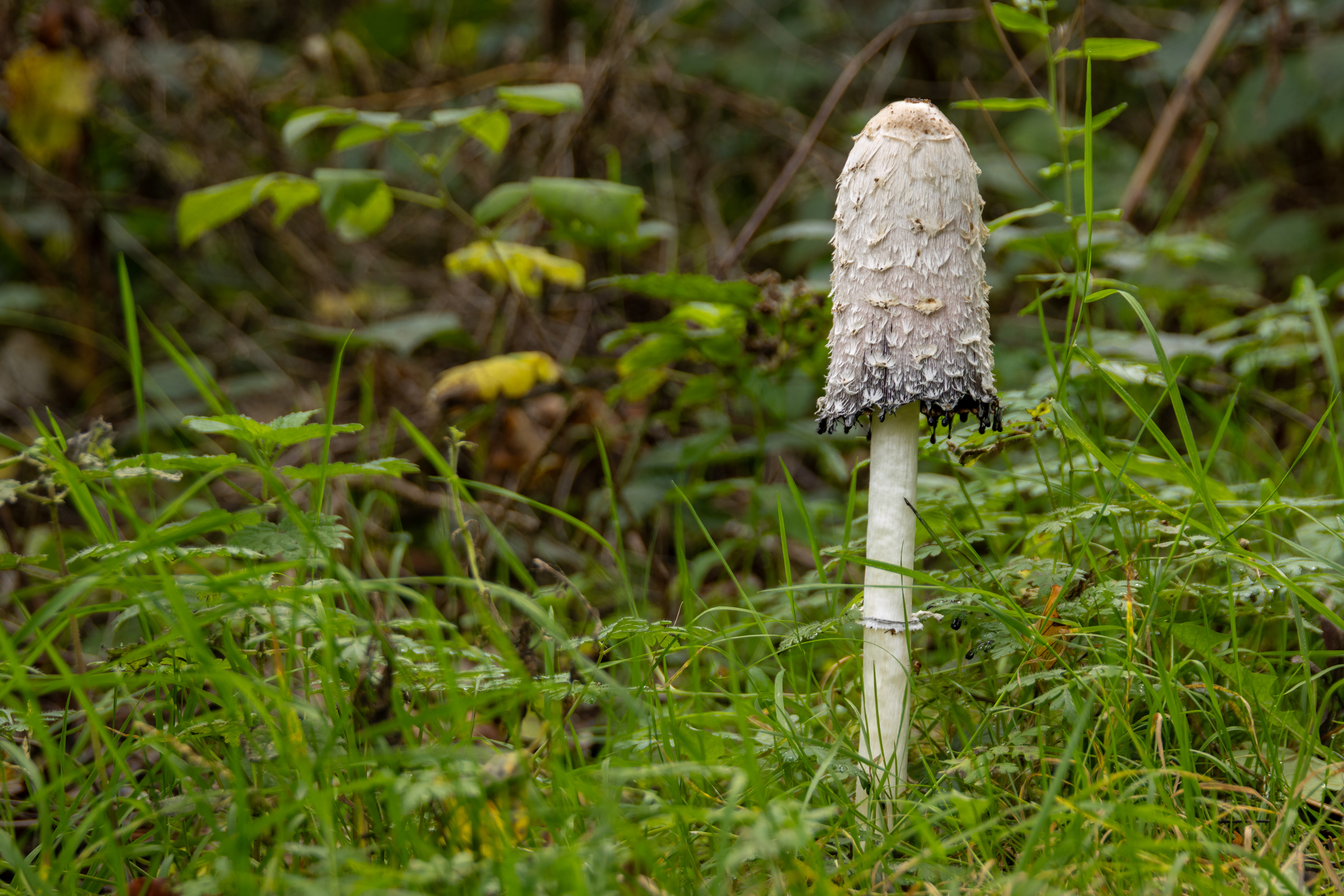Shaggy Inkcap