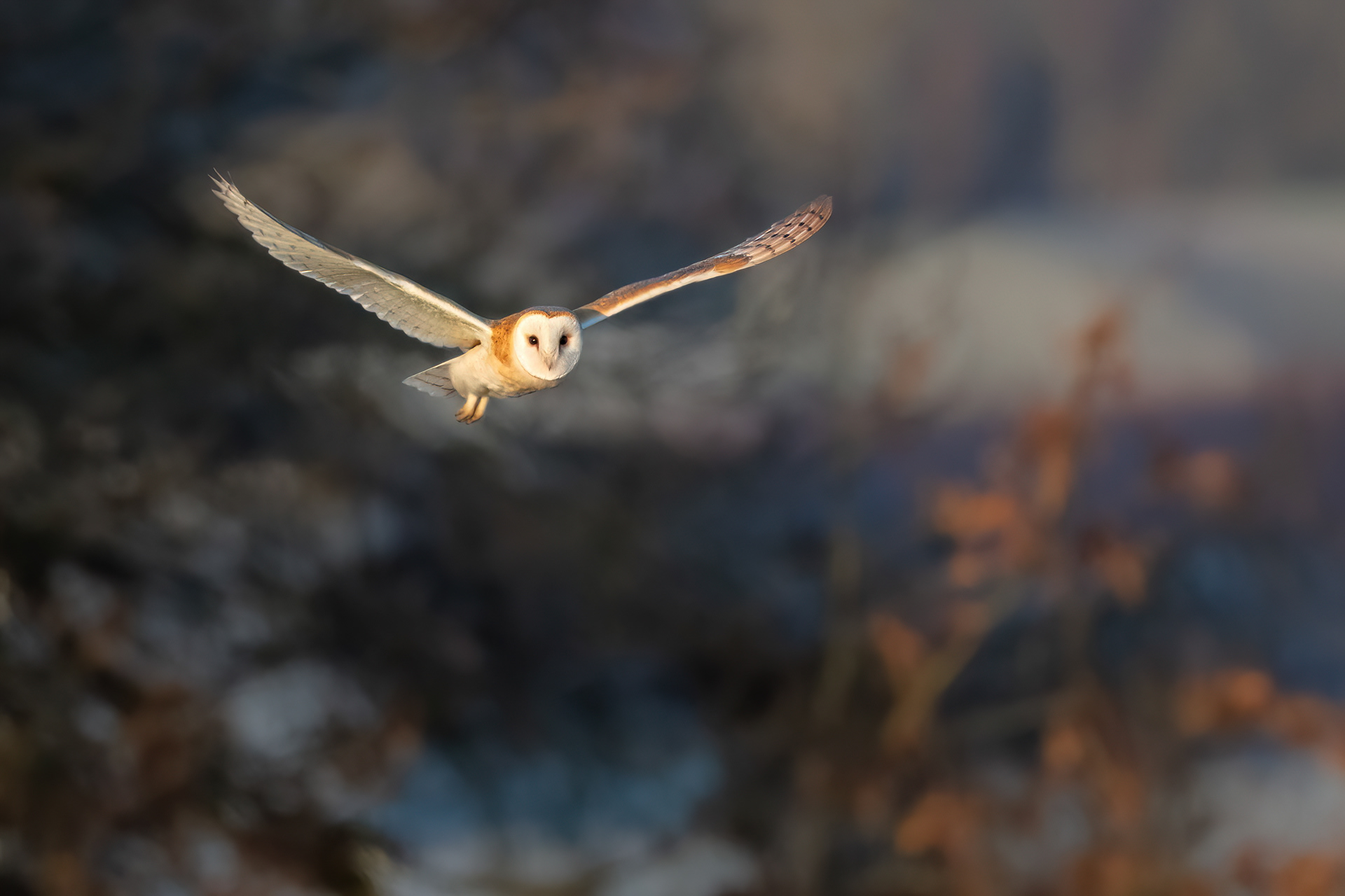 Barn Owl