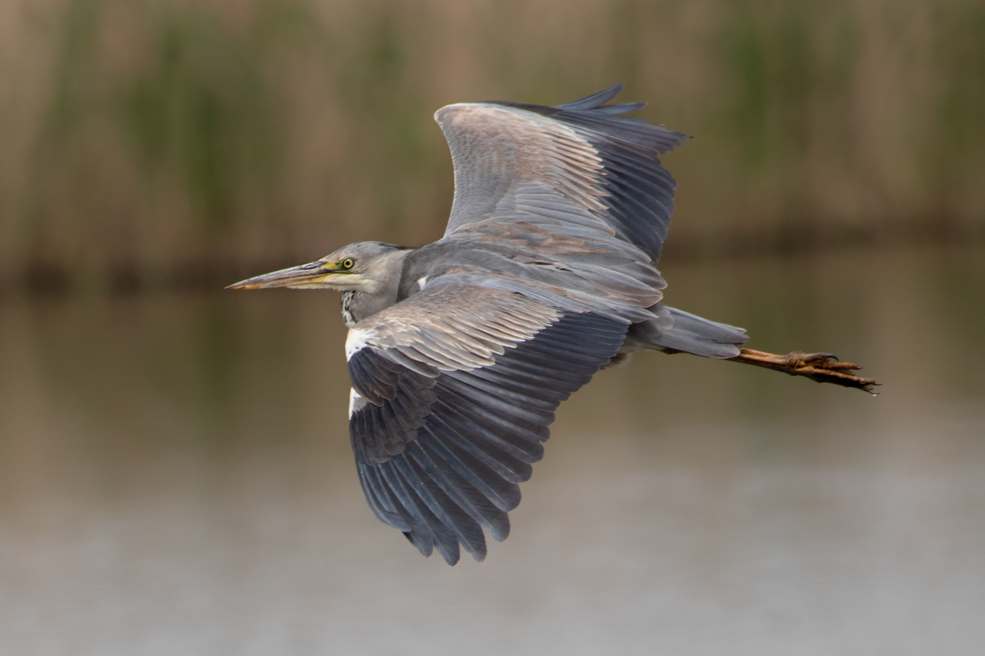 Grey Heron