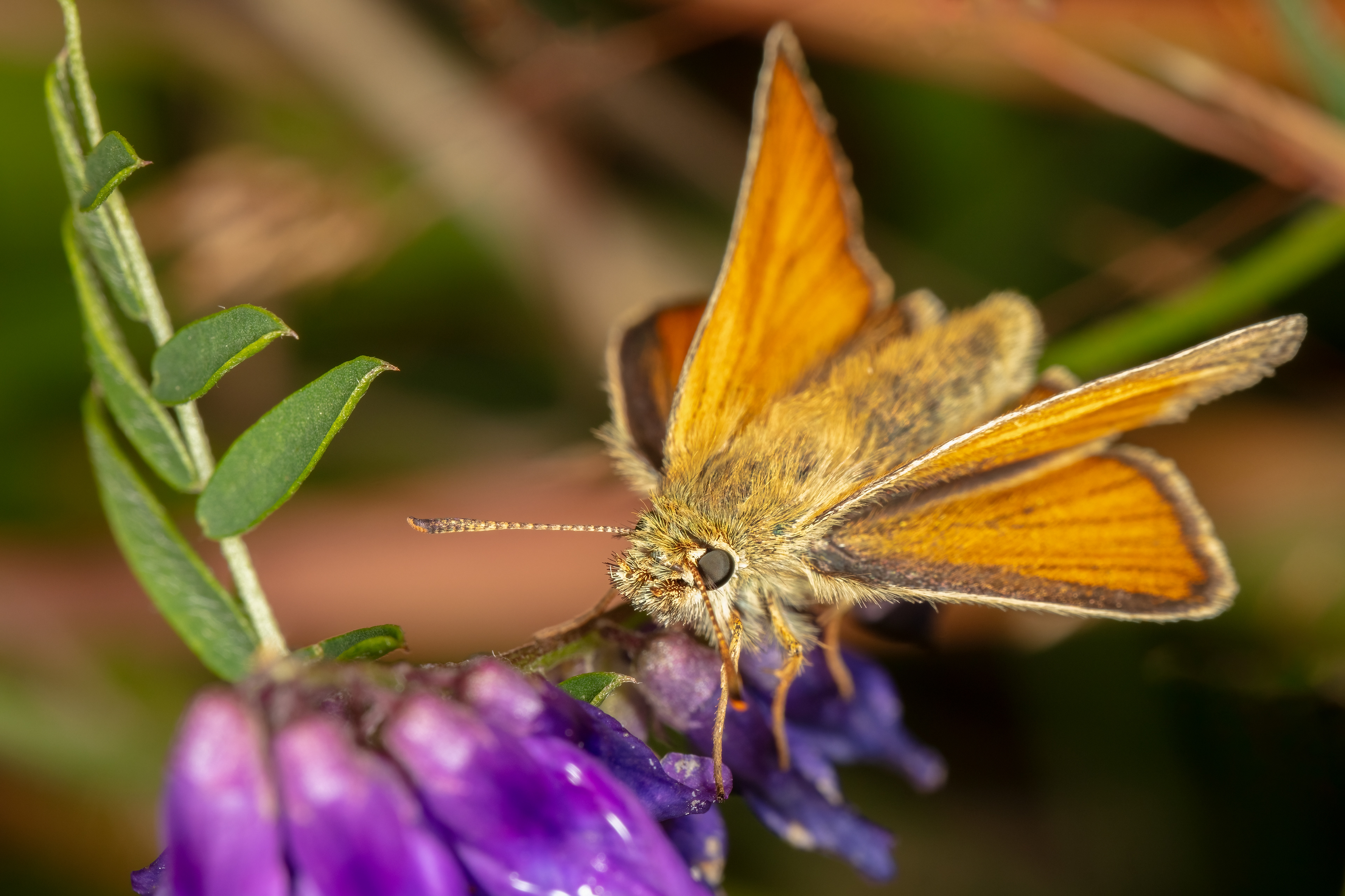 Small Skipper Butterfly