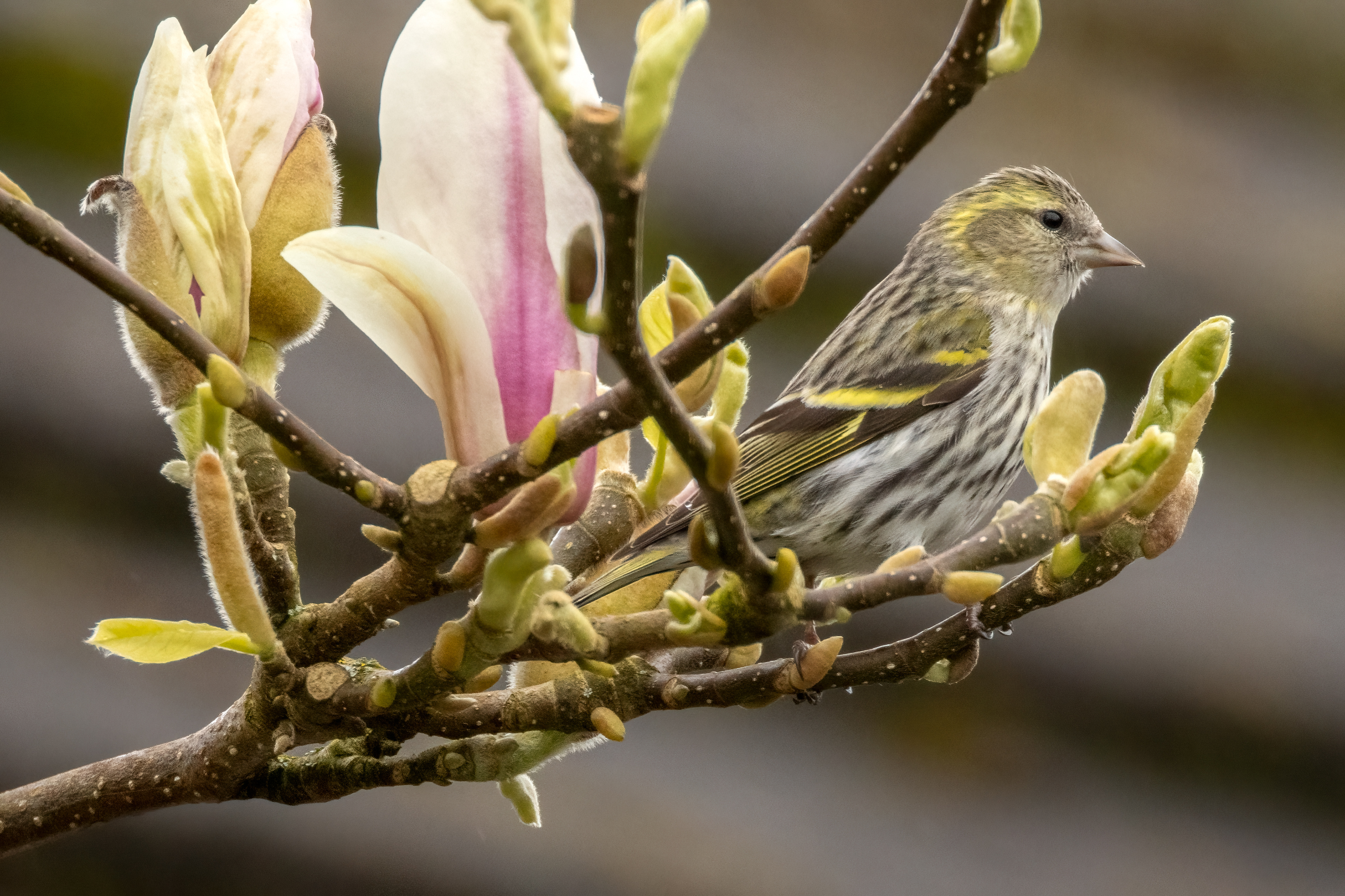 Siskin (female)
