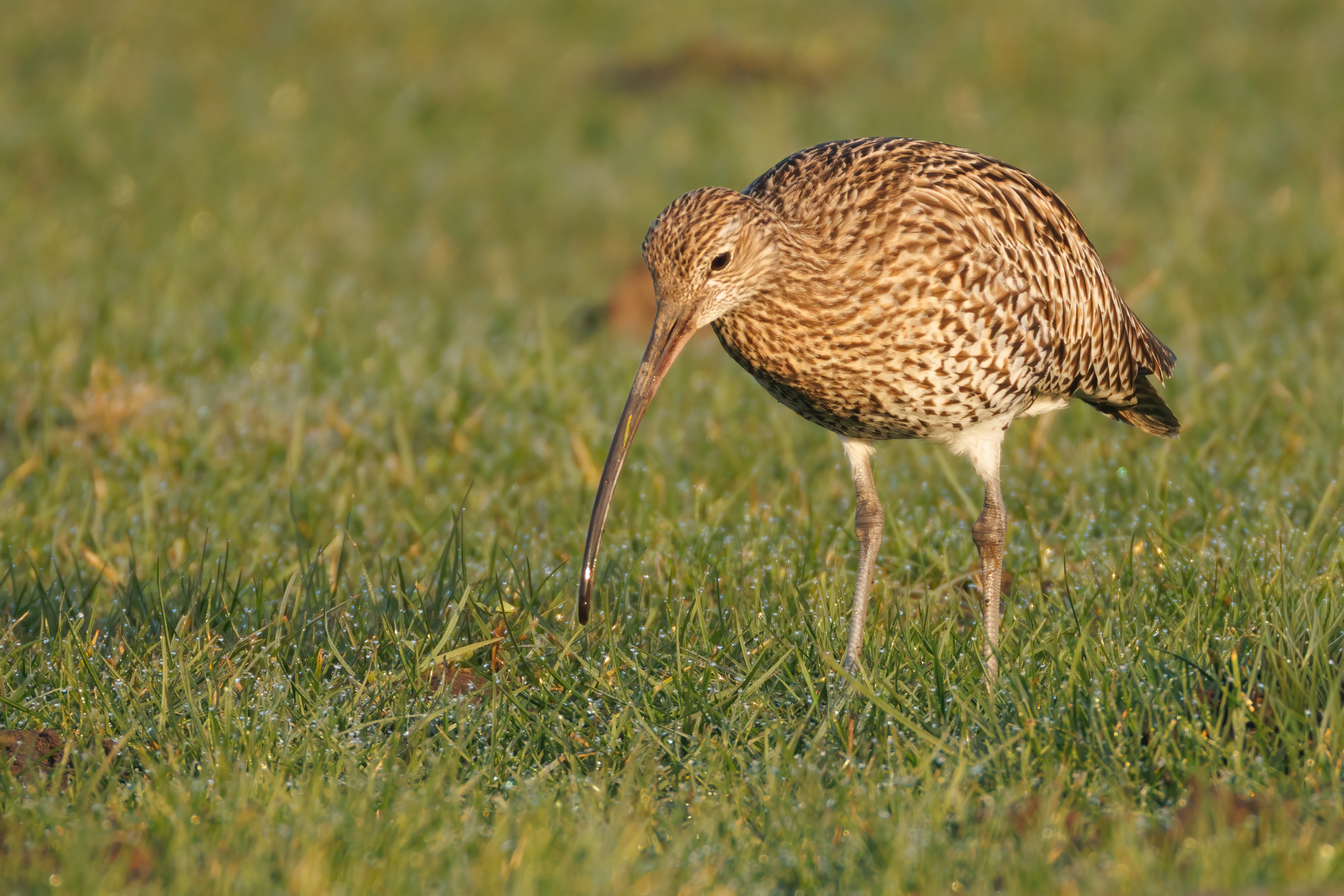 Curlew