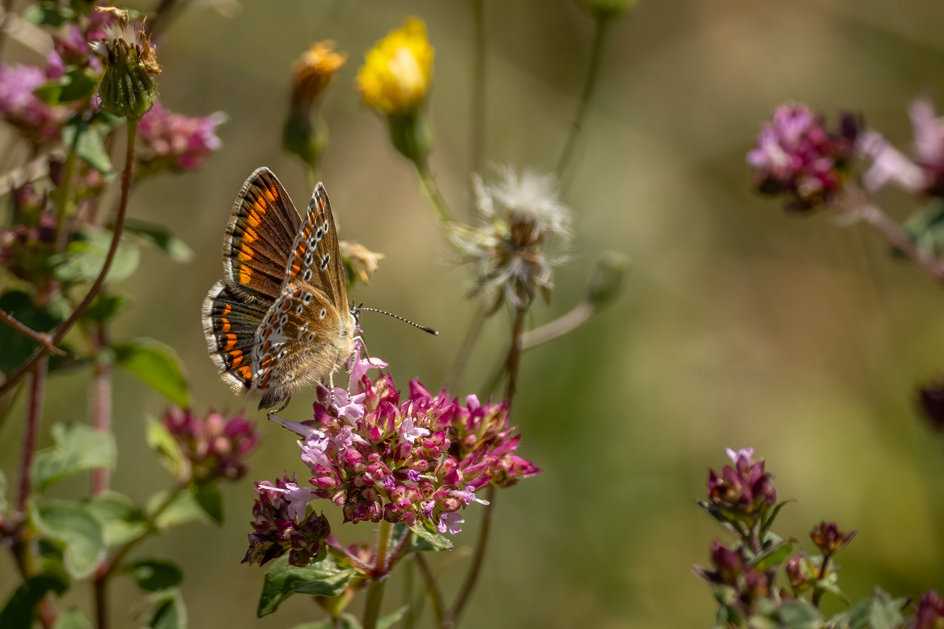 Brown Argus Butterfly
