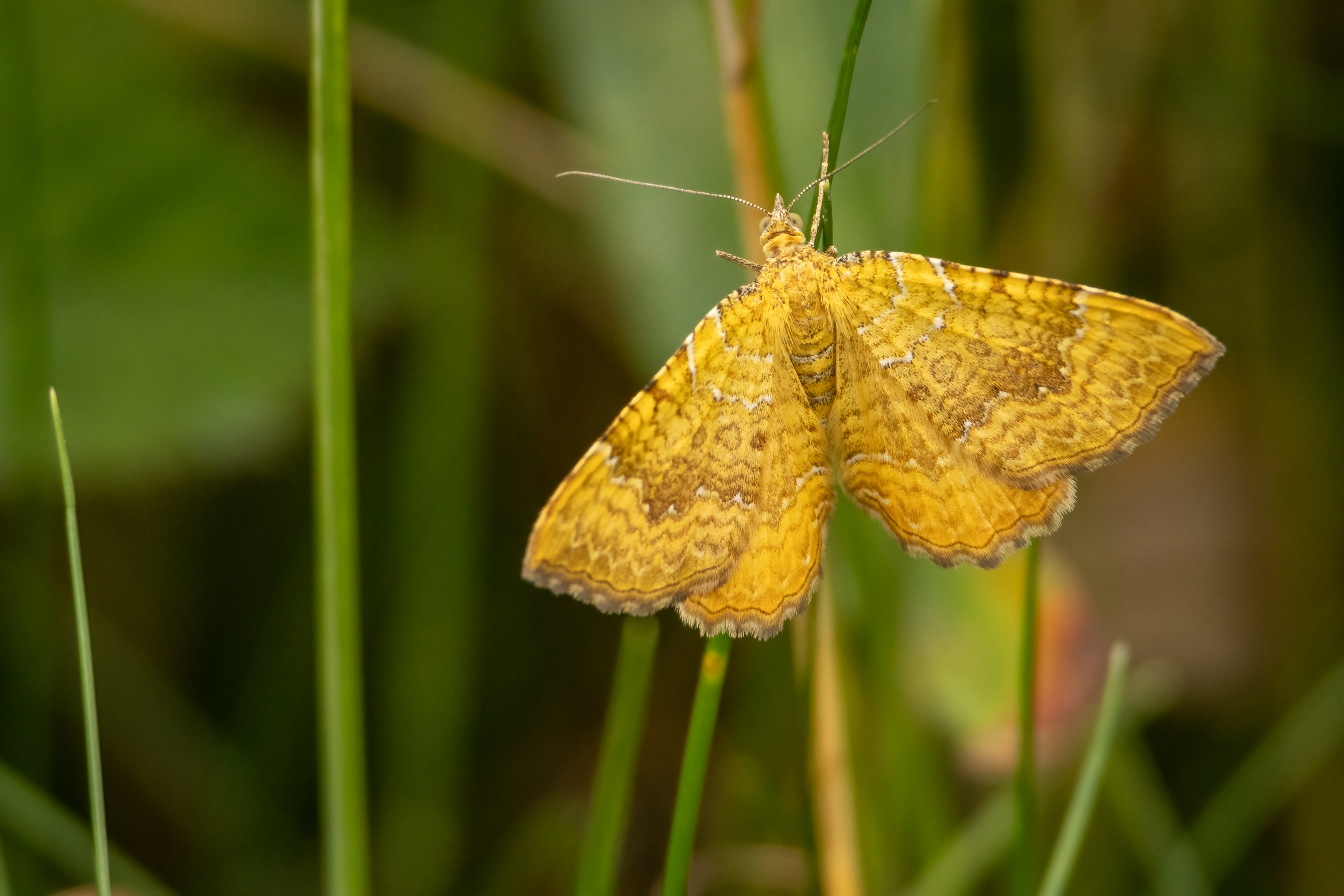 Yellow Shell Moth