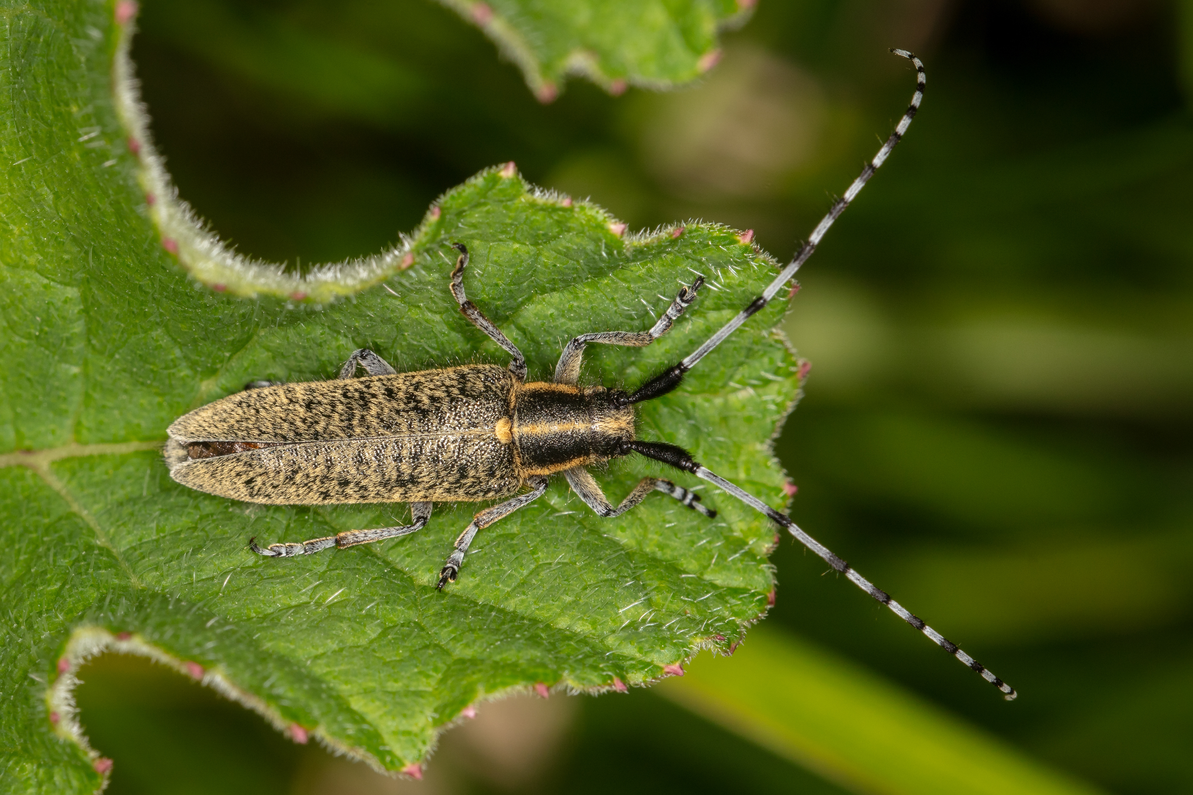 Golden-bloomed Grey Longhorn Beetle