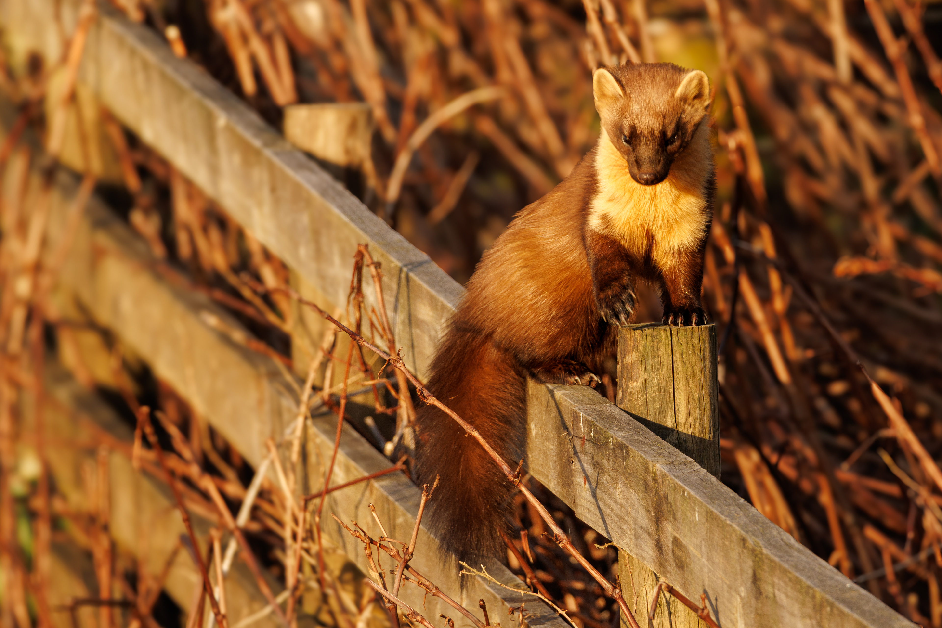 Pine Marten
