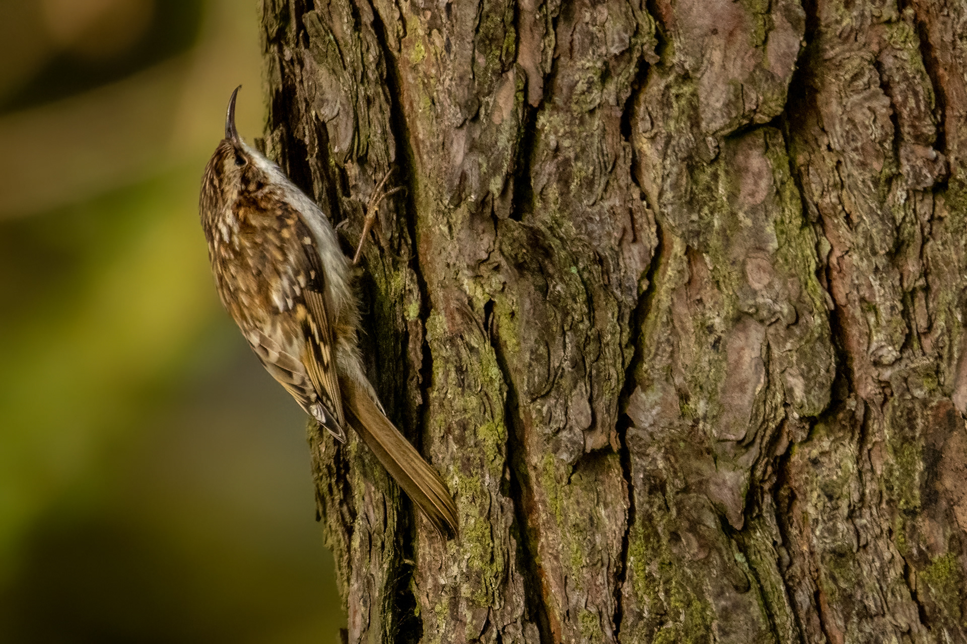 Treecreeper